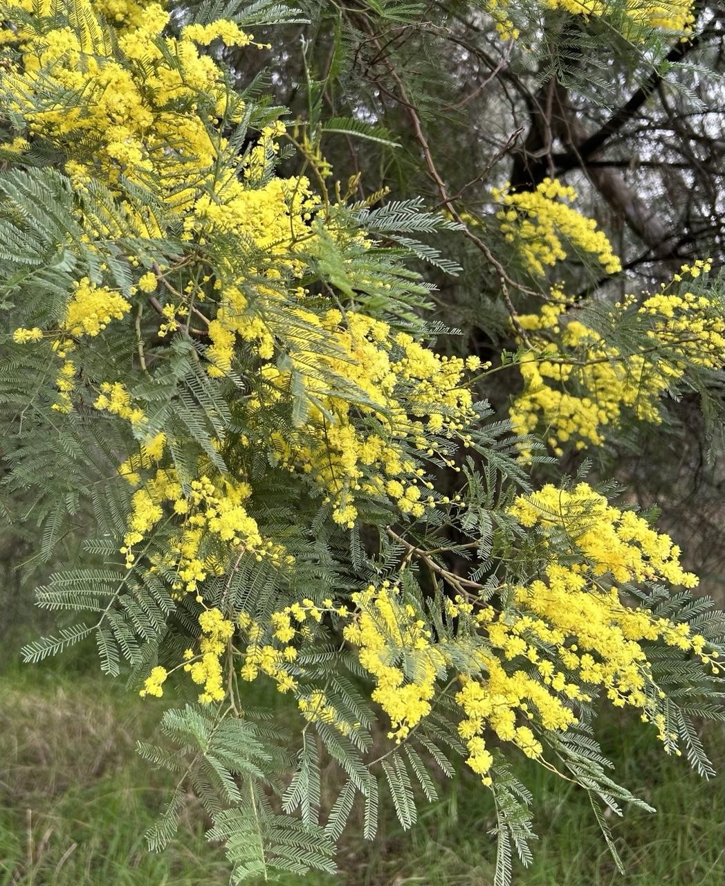 Bright yellow flowers on a Silver Wattle.