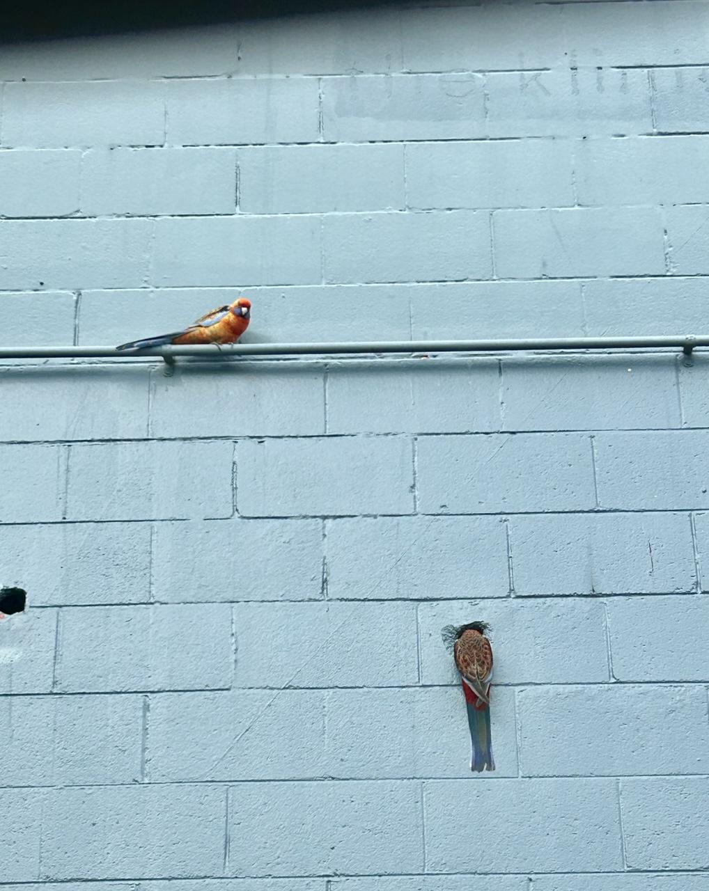 Two yellow & red Rosellas on a blue wall, the top one is balanced on a blue metal pipe & the bottom one has its head peering into a hole in the wall - a nest maybe?