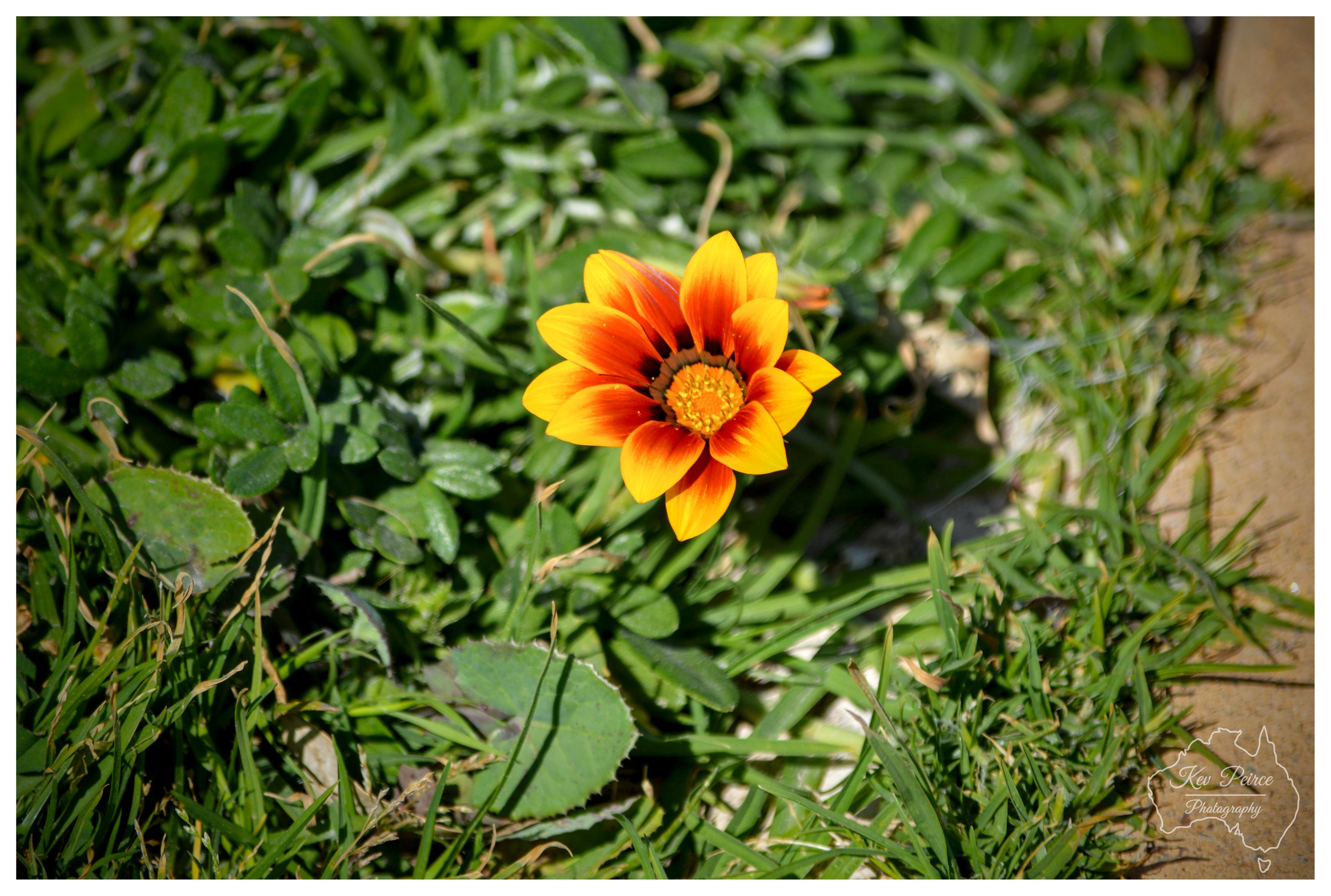 A close up photograph of a single Gazania flower in full bloom. The flower displays striking petals that transition from bright yellow at the outer edges to deep orange and reddish tones toward the centre, with a textured golden yellow disc at its core. It sits amid lush green grass and clover leaves, bathed in natural sunlight with soft shadows. A paved edge is visible along the right side. Watermarked 'Kev Peirce Photography' with an Australian outline in the bottom right corner."