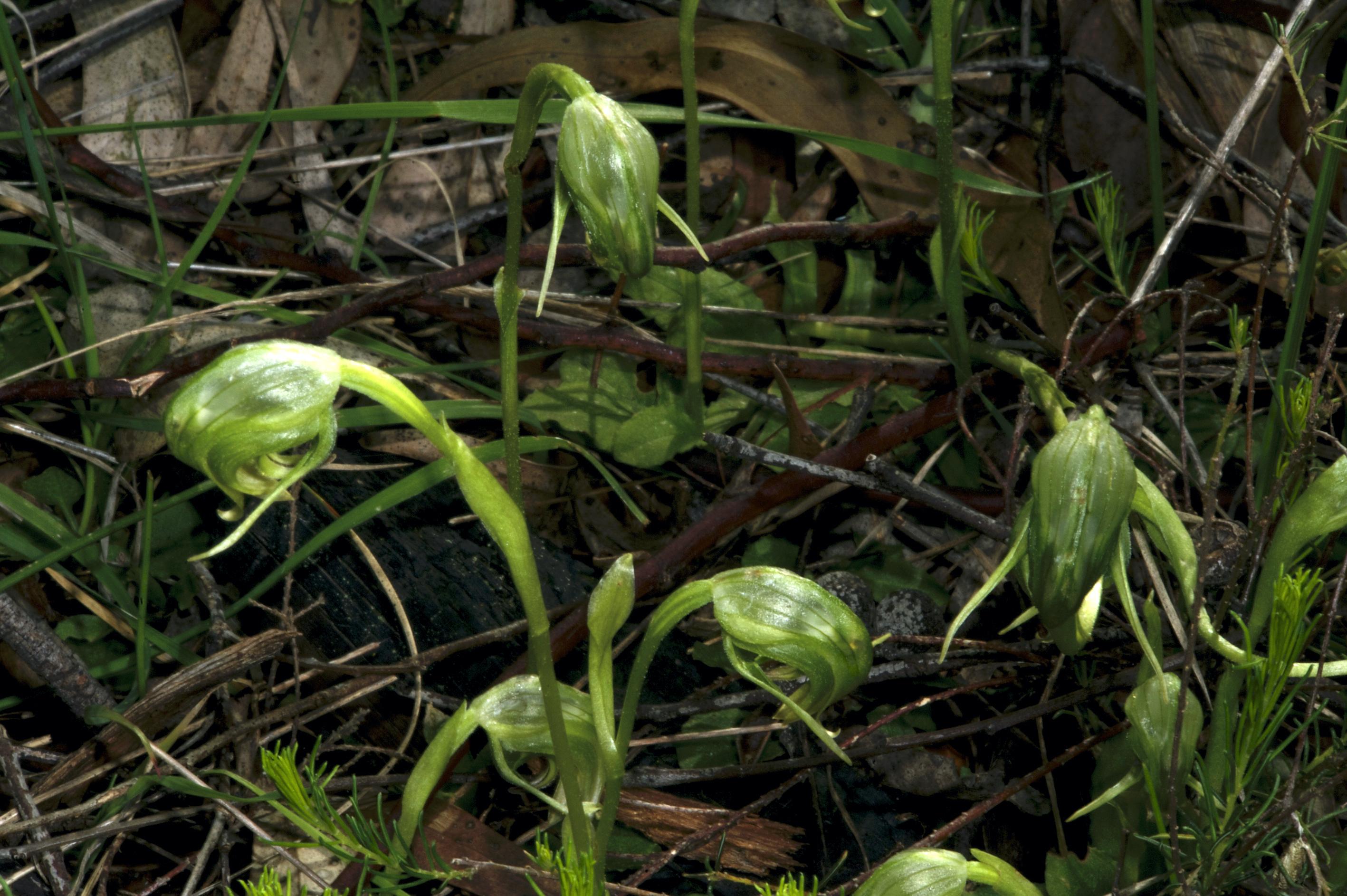 Greenhood orchids, Nodding Greenhoods, green flowers, green orchid flowers, macro, dark background, Spring wildflowers,
