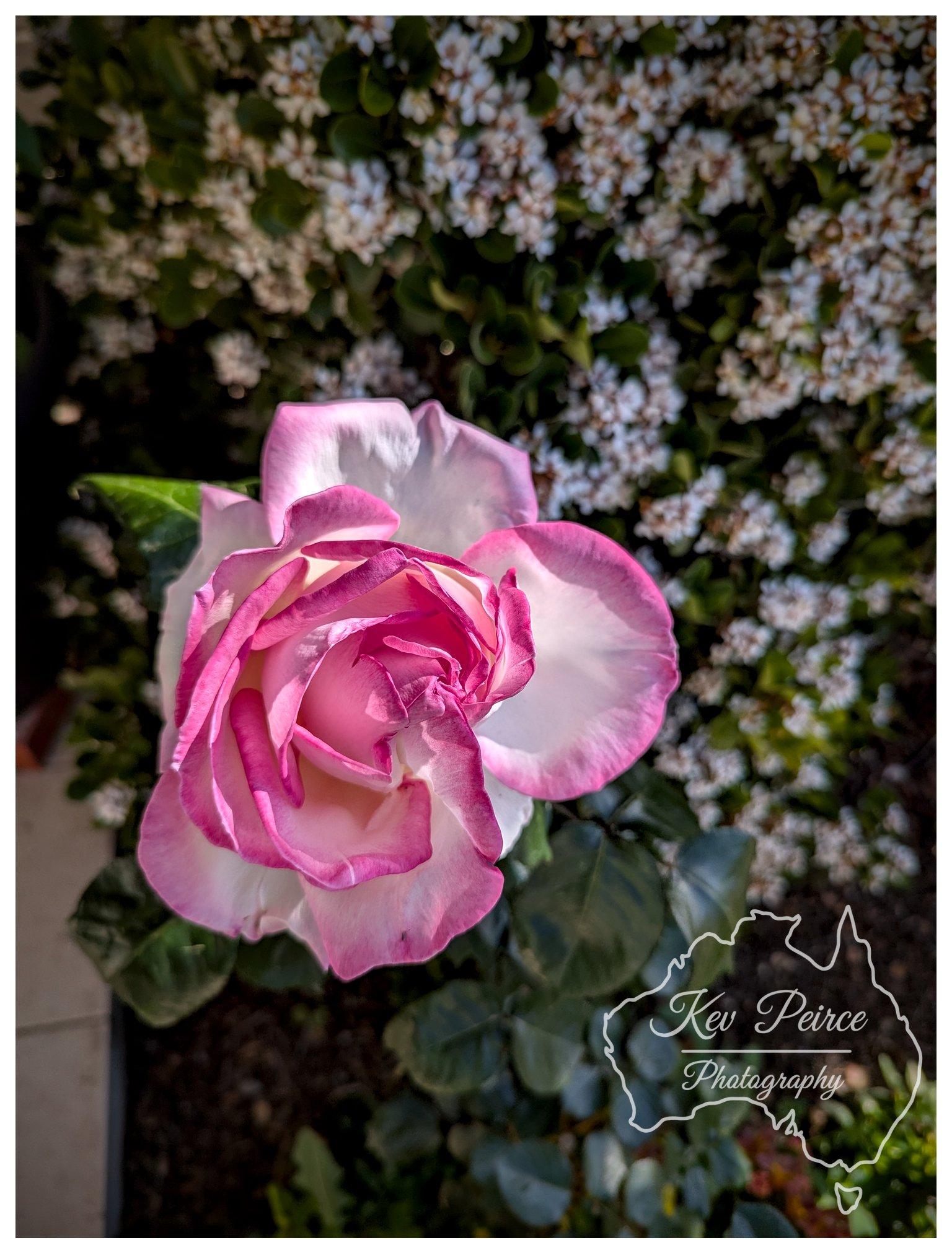 A high angle, vertical photograph showcasing a fully open rose blossom in rich detail. The petals feature white and cream centres with vivid deep pink and magenta edges curling gracefully around the core. Bright daylight illuminates the flower from the side, casting subtle shadows between the overlapping petals. In the background, a dense bush with tiny white flowers creates a textured, soft focus backdrop. A watermark is placed in the lower right corner.