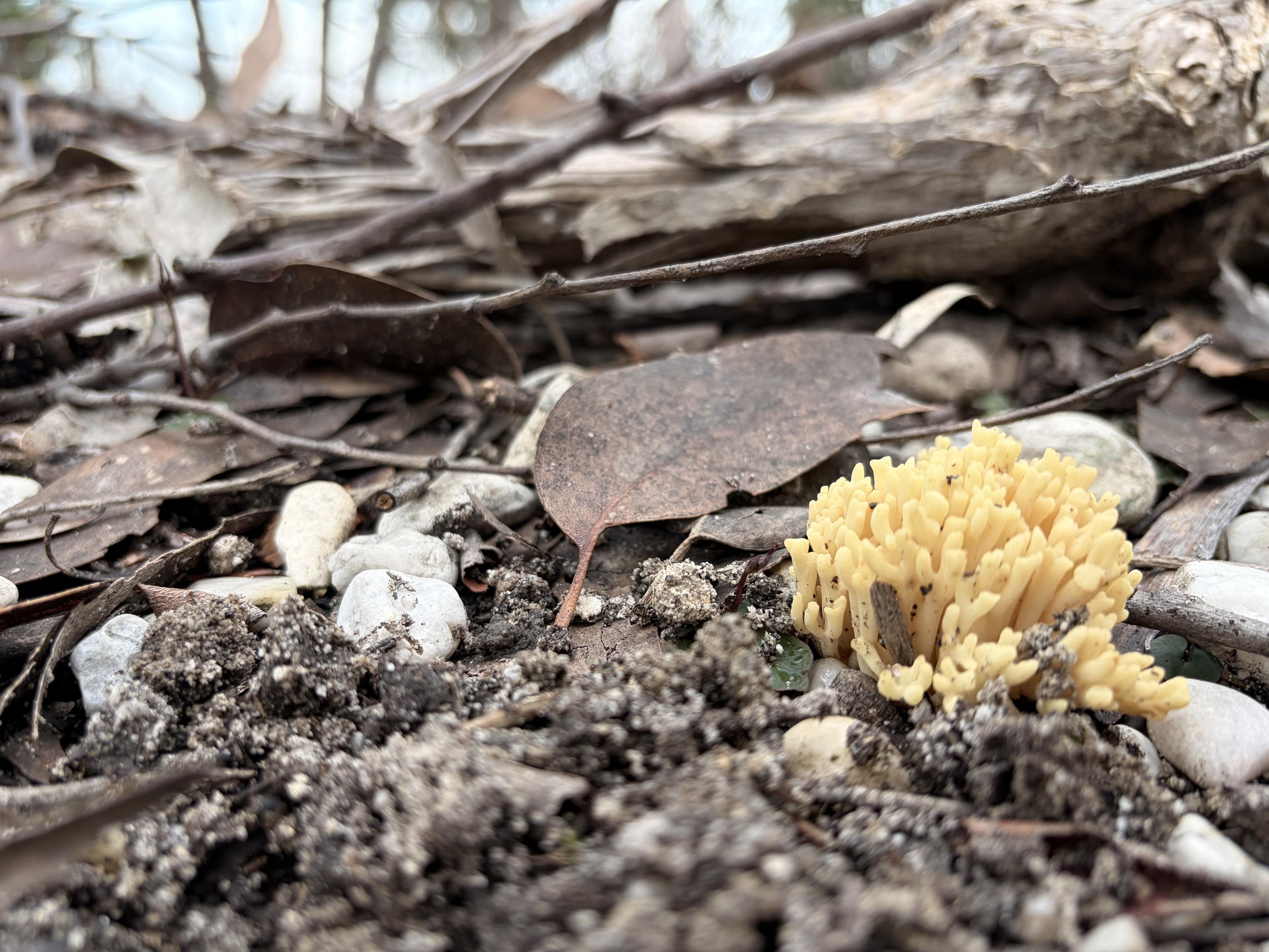 Yellow fungus on the forest floor.