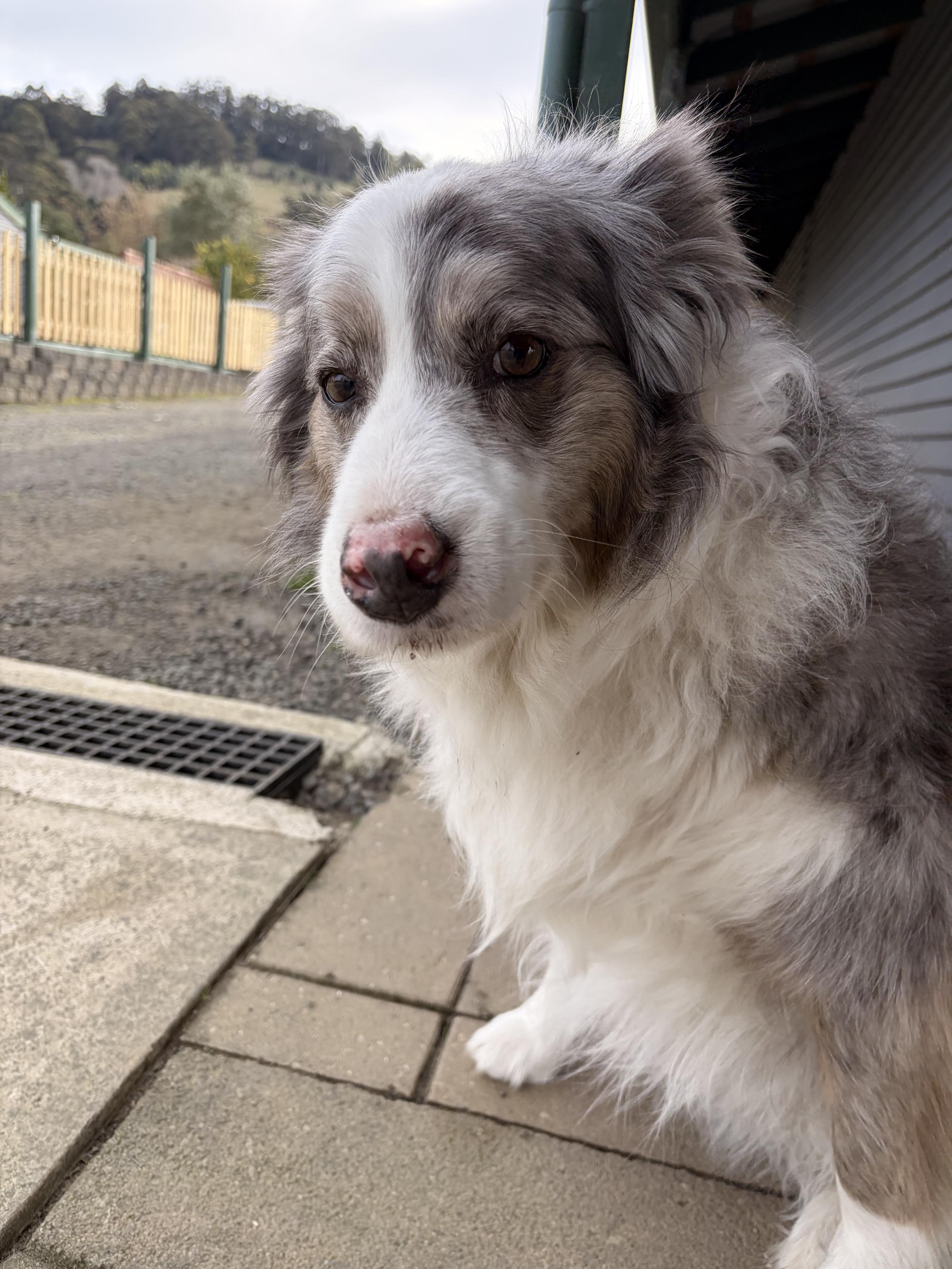 A grey shepherd dog. She is very cute.