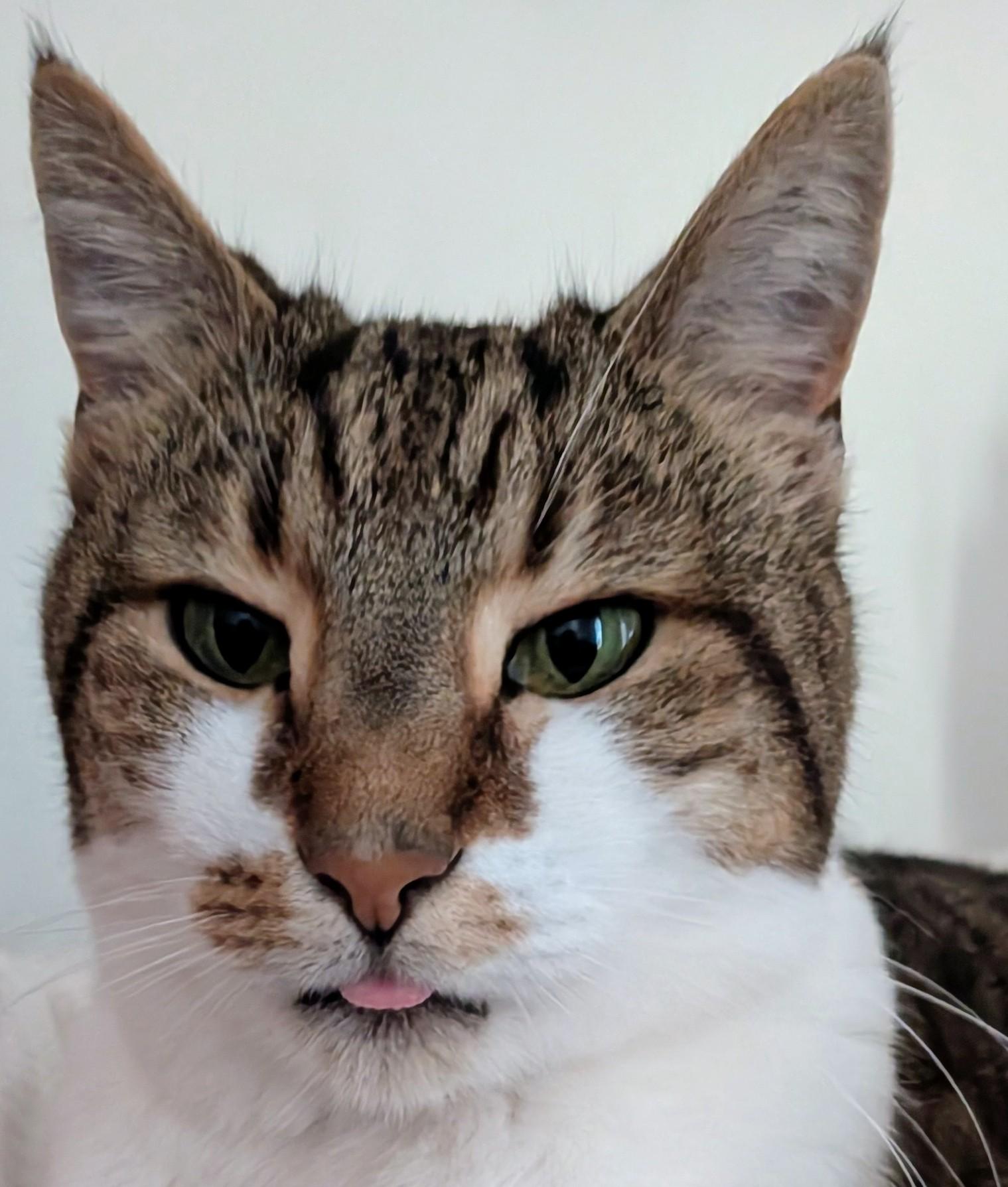 My cat with blep close up like selfie