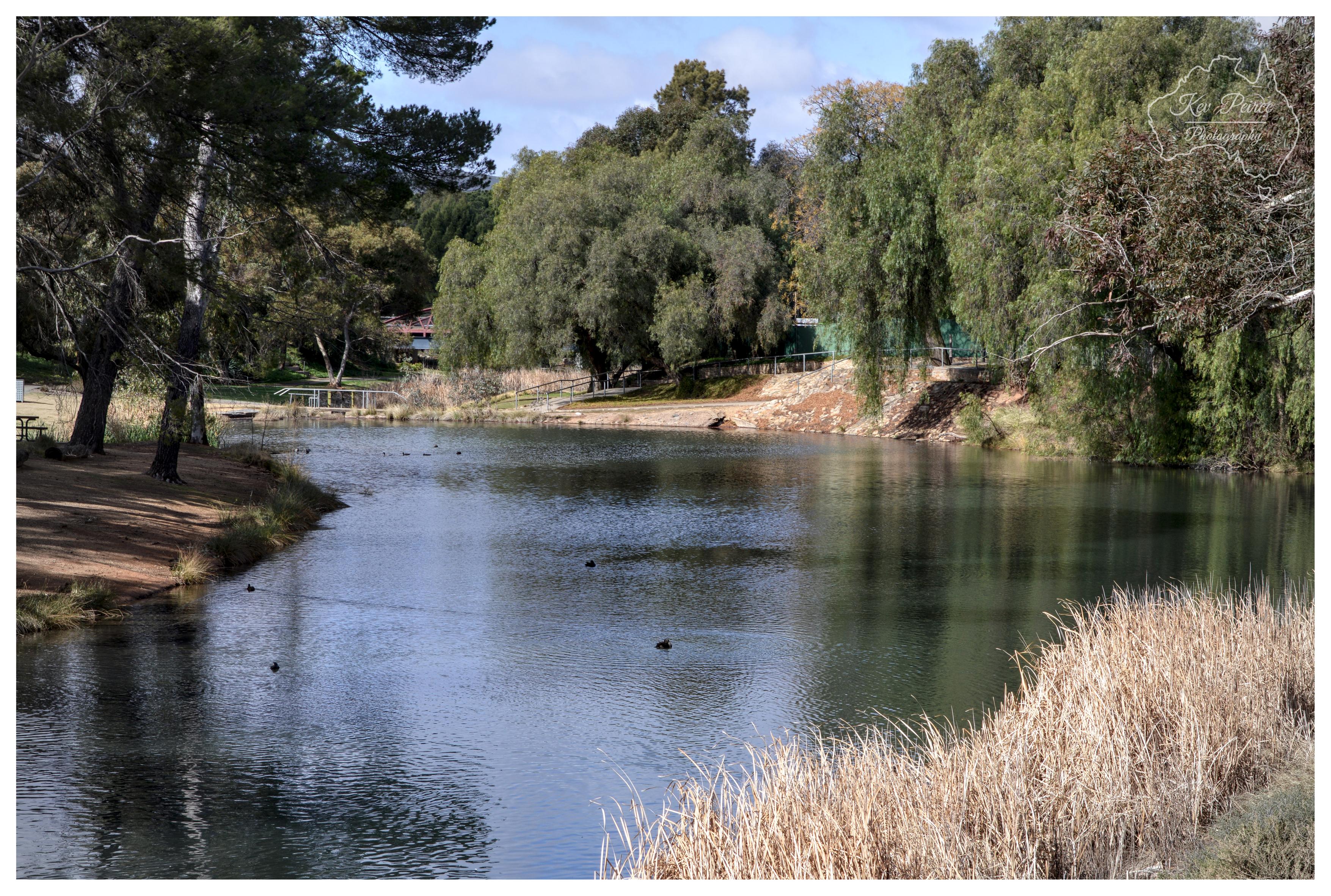 A wide shot of a tranquil, dark green body of water winding through a leafy parkland. Bright daylight illuminates the scene, casting subtle reflections on the gently rippling surface of the water where small ducks float. The left foreground features a dirt bank with tall trees and scattered shade, while dry, golden reeds cluster along the right foreground. Lush green gum trees and dense foliage line the far banks in the background under a blue sky dotted with soft white clouds. In the top right corner, a subtle watermark map outline is present.