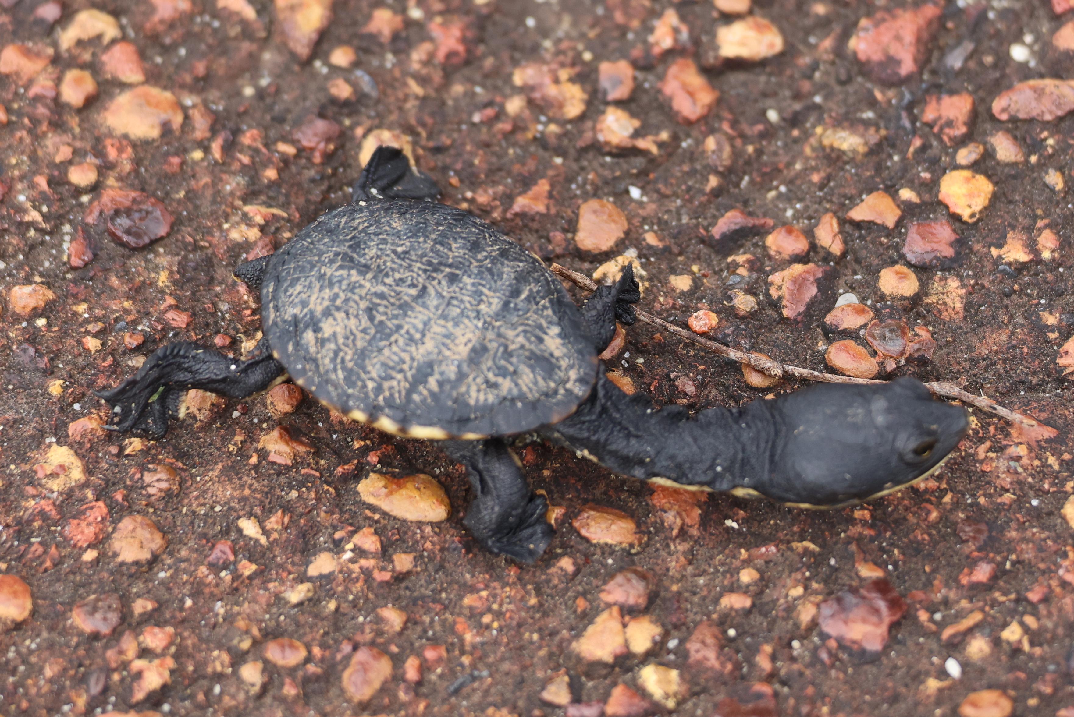 A small oblong turtle crawling on an orange asphalt road. It has a small oval shell with some light brown mud caked in the ridges. It's legs and head are a almost black, with the neck almost as long as it's body. There are some claws visible on it's right back leg.