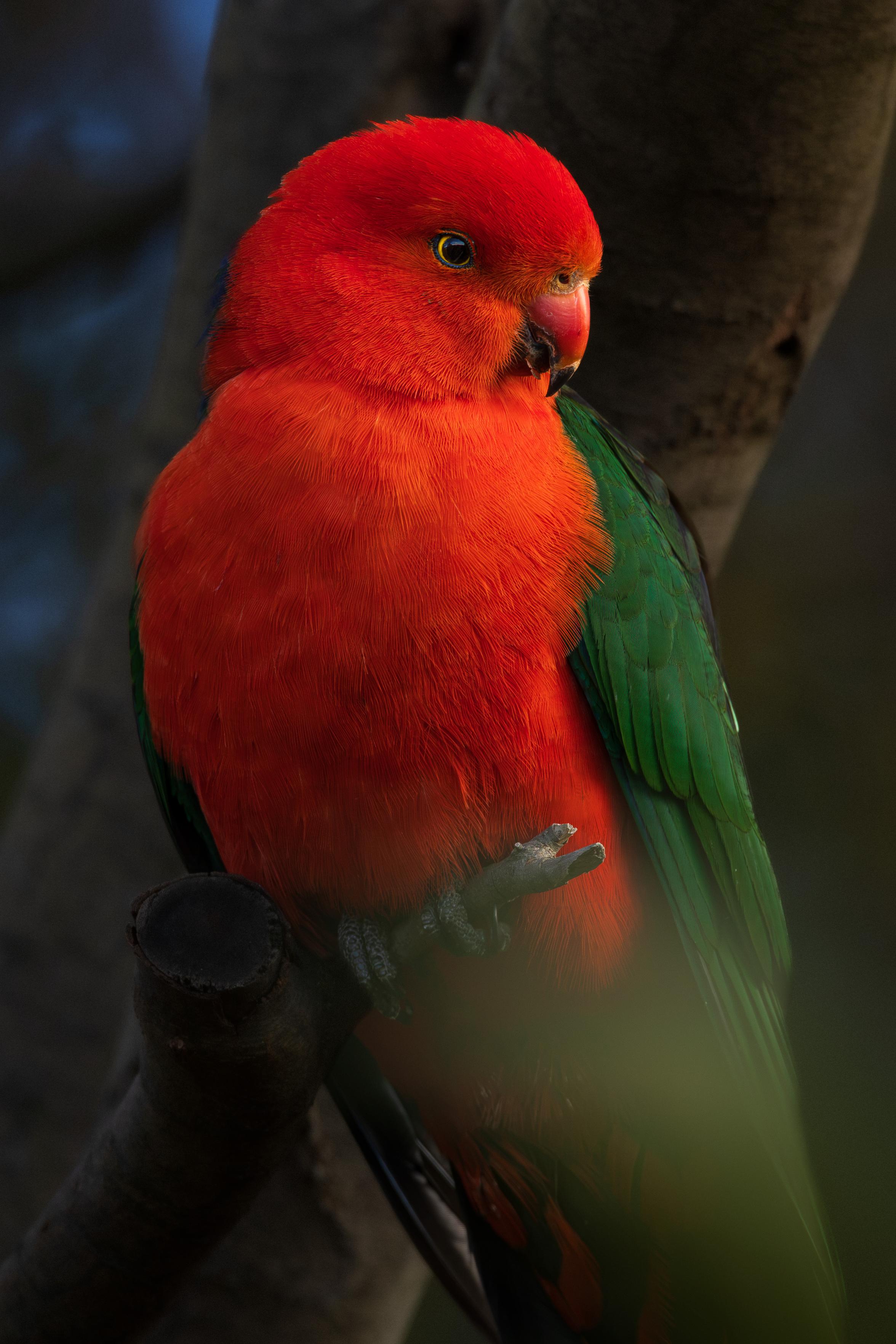 A male Australian king parrot.