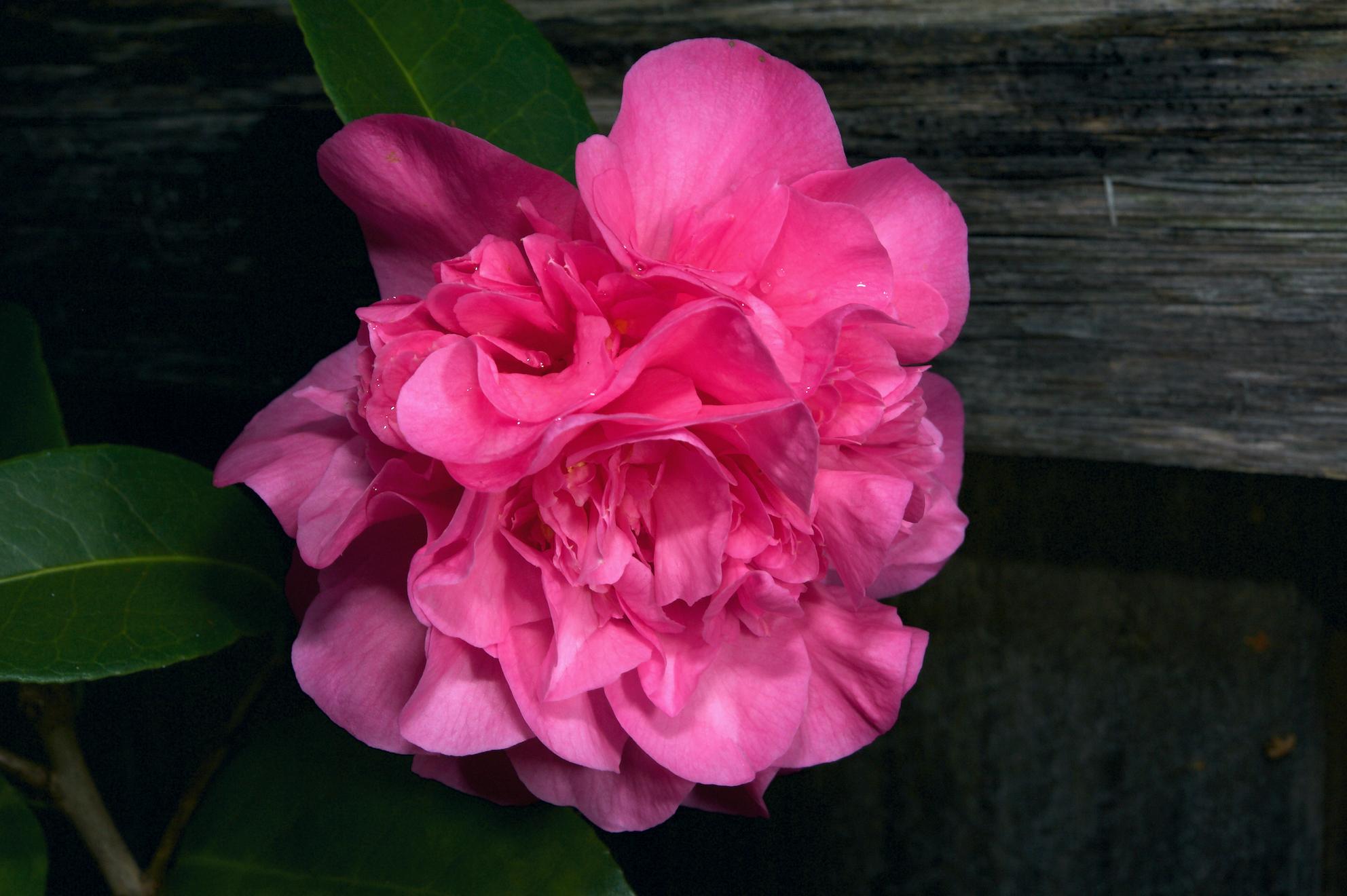 pink flower, Camellia flower, dark background, Spring flower, big flower, raindrops on flower,