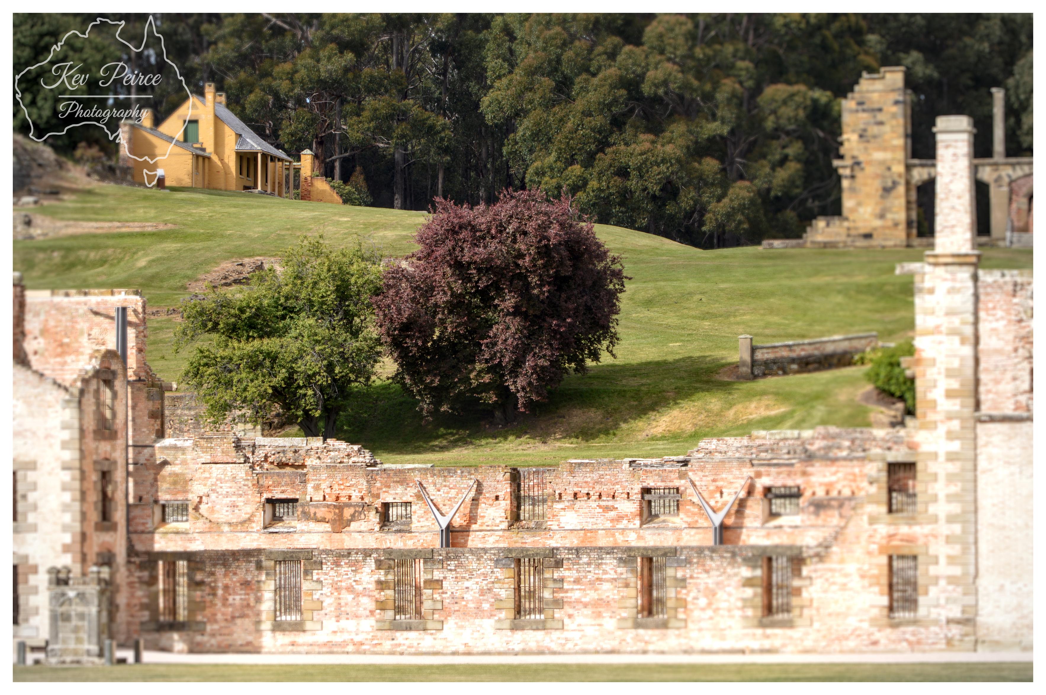 A telephoto vista showing a long brick ruin wall with iron barred window openings along the lower foreground. On the grassy hill behind it, a dark reddish-purple tree stands between a green leafy tree and a yellow colonial cottage further up the slope to the left. Sandstone ruins sit higher on the right side against a forest background.