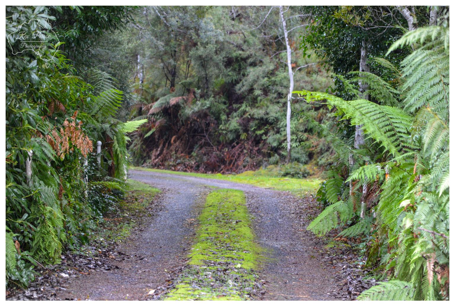 A ground level view of a gravel track curving gently to the left through lush bushland. A vibrant strip of bright green moss grows directly down the centre of the gravel drive. On both sides, large green tree ferns and dense rainforest foliage frame the road under soft, diffused daylight. A faint outline watermark sits in the top left corner.