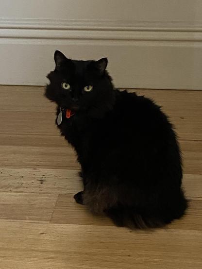 A black cat sits upright and looks judgingly at the camera