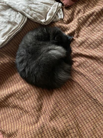 A black cat curled up on a rumpled bedspread. Only fur and ears are visible.