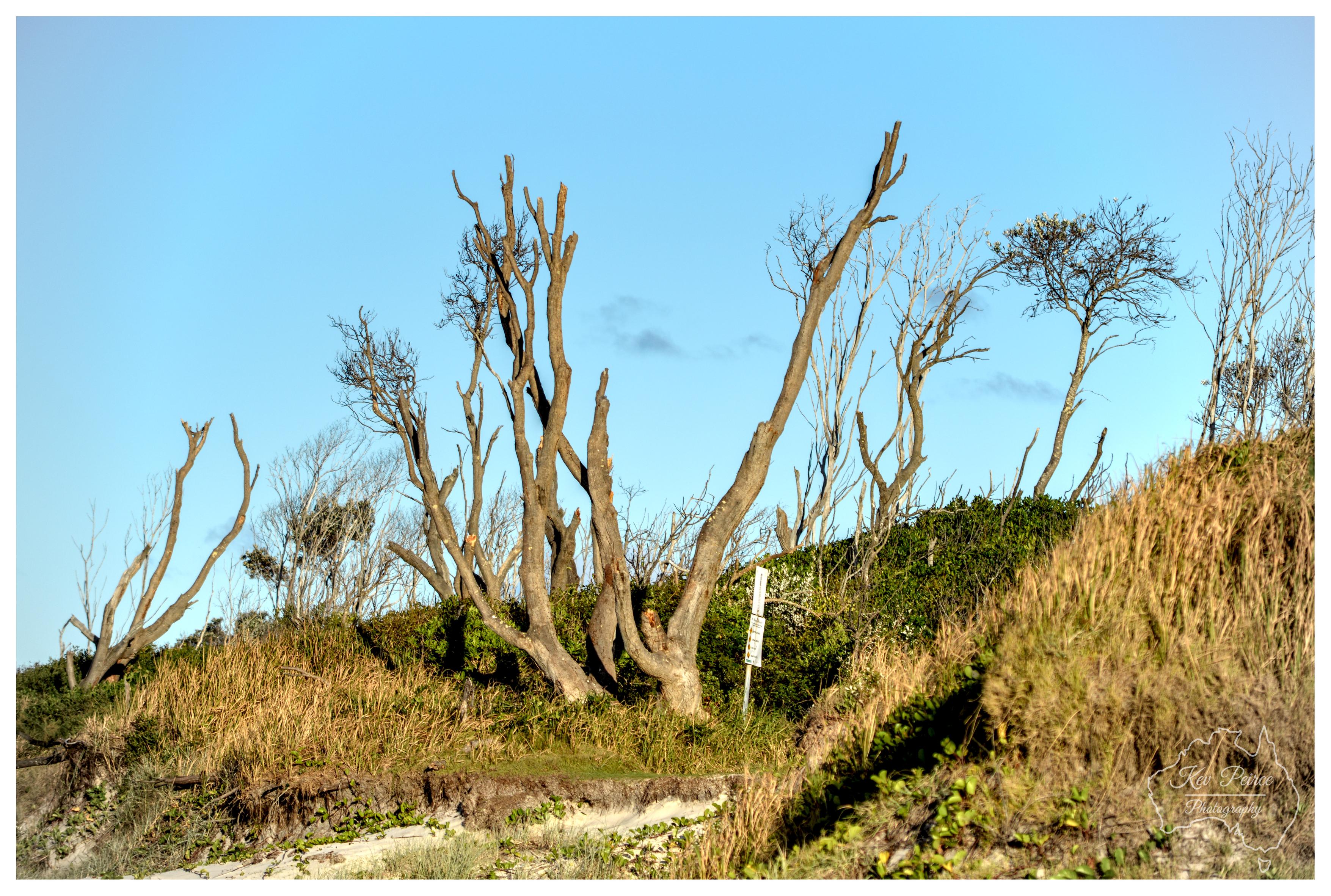 Low angle shot of bare, skeletal tree trunks rising from a grassy coastal ridge. Sunlit dry grasses cover the foreground slope, contrasting against the dark green shrubbery behind the trees and a clear blue sky above.