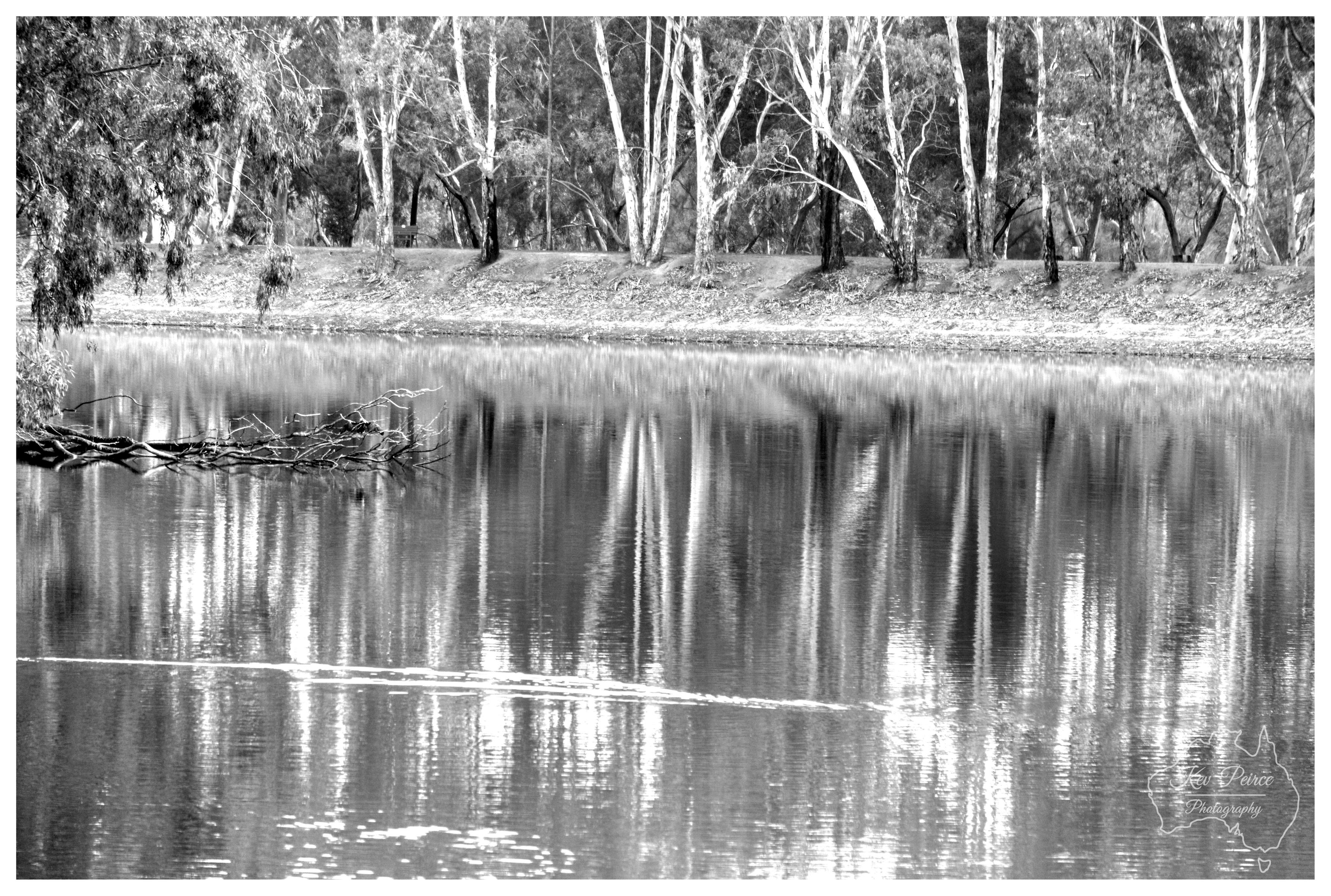 A black and white landscape photograph capturing a tranquil body of water reflecting a stand of tall gum trees. The upper section shows an earthen bank lined with slender eucalypts featuring pale, textured trunks. The lower two thirds of the composition are filled with the water surface, which creates dramatic, vertical reflections of the trees in high contrast tones of bright silver and deep grey. On the left, a submerged fallen tree branch extends into the water. A thin, delicate line of surface ripples cuts across the lower half of the reflective water. In the bottom right corner, a white line art watermark outlines Australia with cursive photographer text.