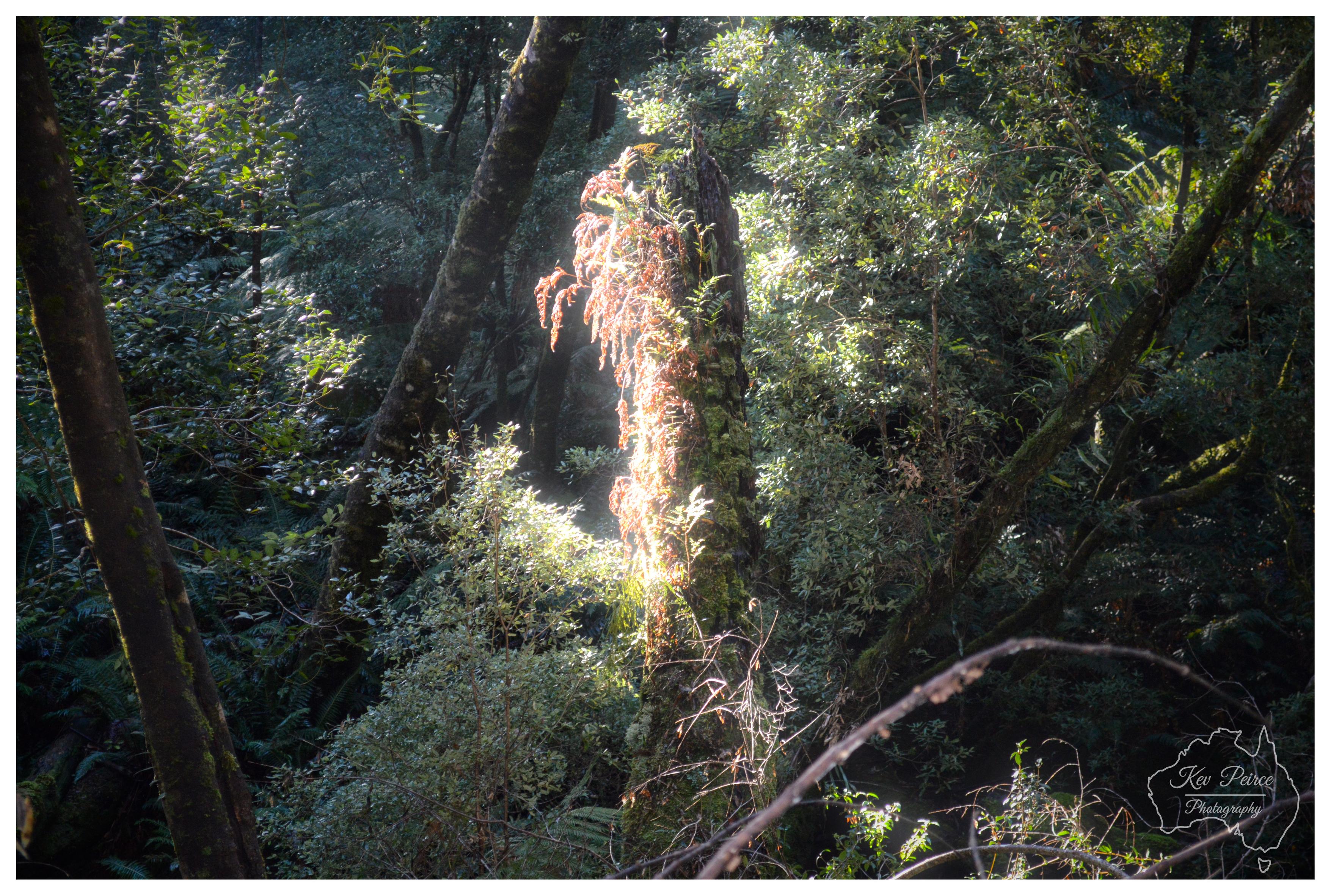 A shaft of bright golden sunlight illuminates a moss covered tree stump adorned with drying brown ferns in a dark, shaded forest. Surrounding trees and dark green fern fronds encircle the highlighted central subject, creating a strong contrast between bright light and deep shadow. A watermark outline sits in the bottom right corner.