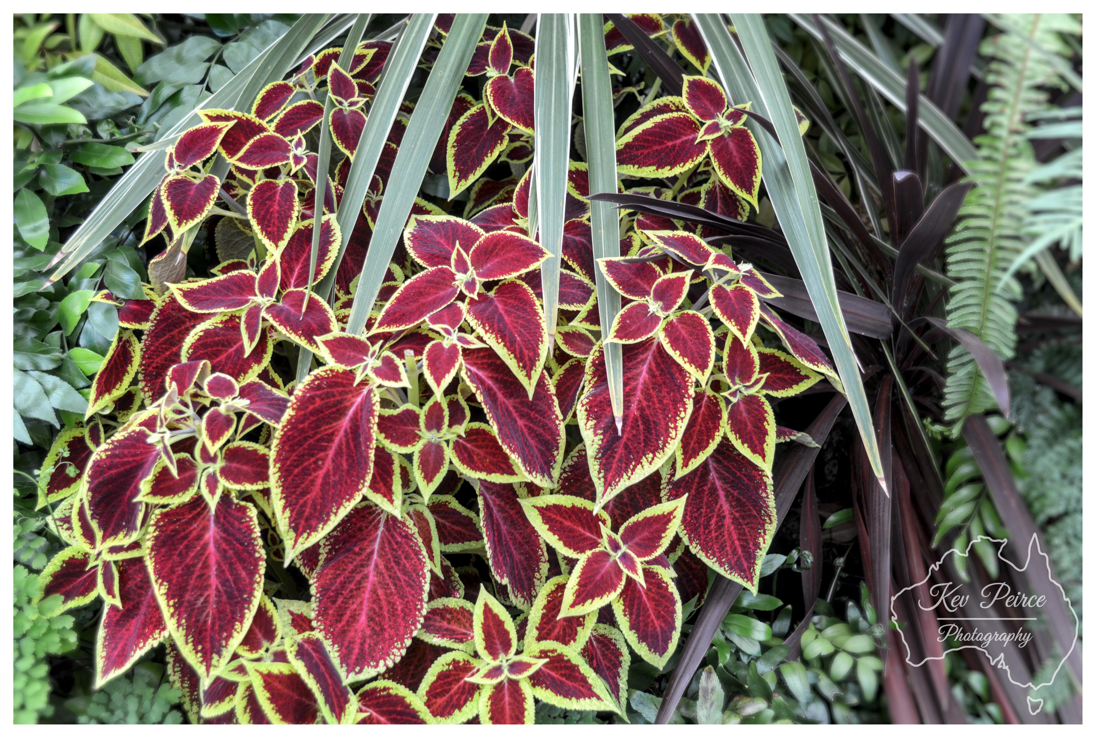 A close up photograph of a vibrant coleus plant surrounded by diverse garden foliage. The velvety coleus leaves feature deep crimson and ruby red centres bordered by scalloped, bright lime green margins. Long, slender, pale green leaves drape over the top centre, with dark burgundy foliage and delicate green ferns framing the background and sides. The composition is evenly illuminated with soft, natural light, highlighting the intricate venation and rich textures across the leaves.