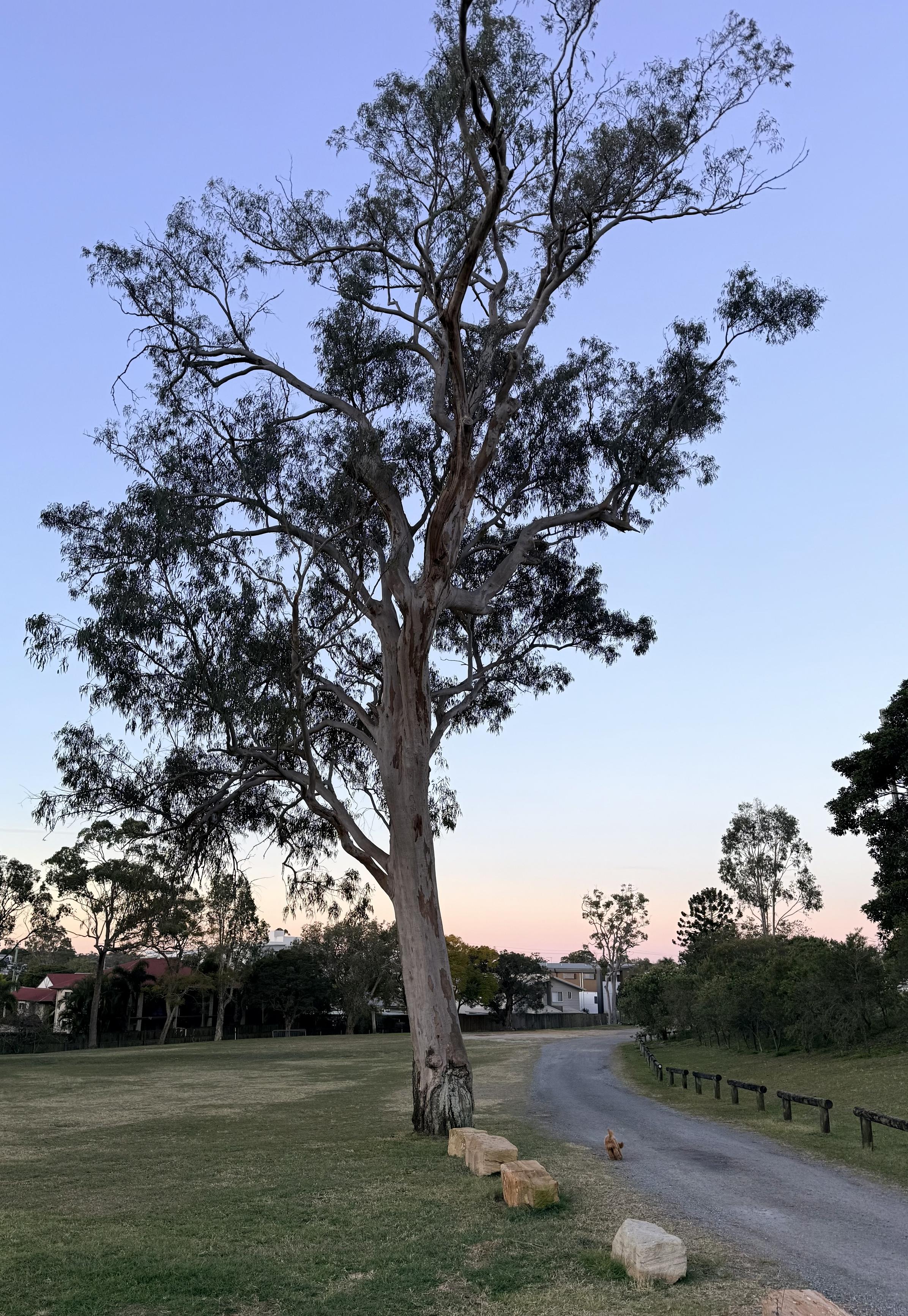 A large gum tree stands tall and proud. Behind it is a subtle sunset with beautiful orange tinges at the horizon, rising to blues and a purplish skies above. There are no clouds in this shot. The tree is ever so slightly to the the left of center in the photo. Left of it is a grassy field. On our right, a gravel road lined with large somewhat rectangular stones on the tree side and rustic wooden barriers on the other goes by the base of the tree and curves off to the right slightly. If you look closely, you can see a small fluffy dog running happily along the road.