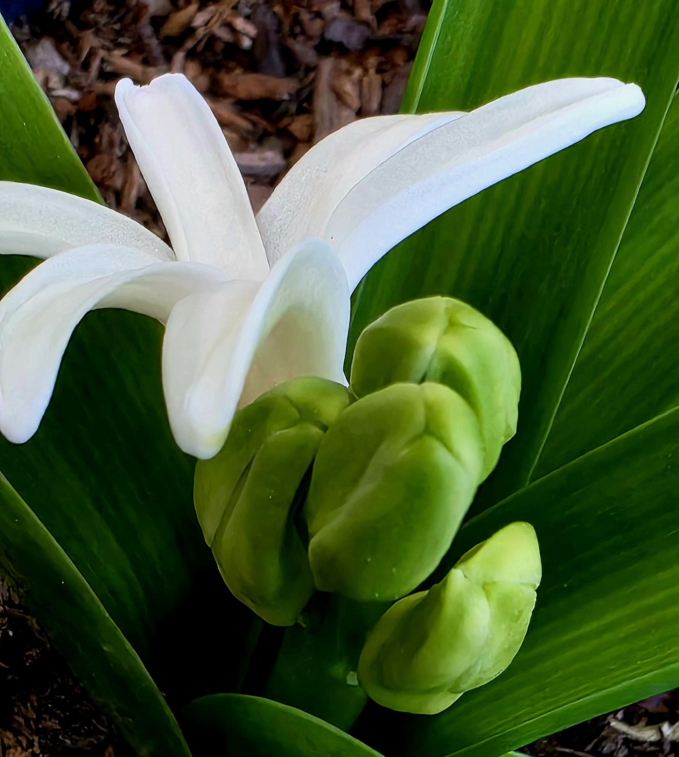 Close-up colour photo of a vibrant white hyacinth flower blooming alongside tightly clustered green buds. The opened flower features reflexed, thick white petals. Surrounding the blooms are broad, deeply veined green leaves arising from a dark mulch background.