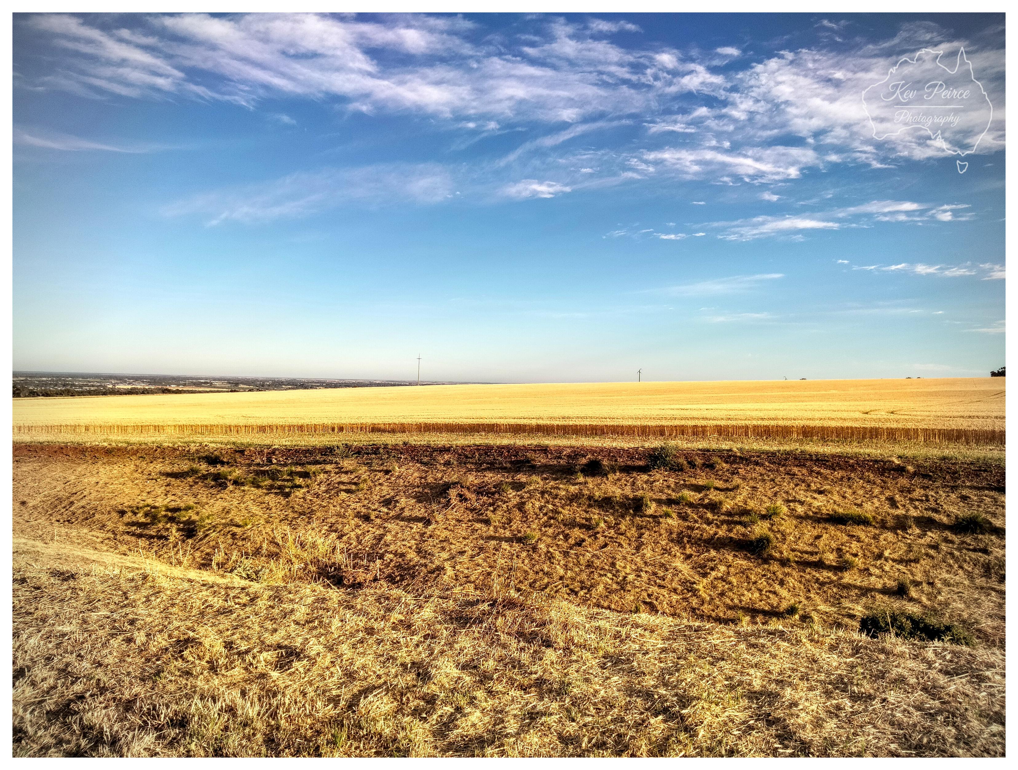 An expansive wide landscape photograph of rolling rural country under a bright blue sky. The foreground features an uneven embankment covered in dry, pale golden grass and scattered low green scrub. In the mid ground, a vast, flat agricultural field of harvested golden stubble stretches horizontally across the frame toward a distant, subtle skyline. The upper half of the composition is dominated by an open azure sky streaked with soft, wispy white clouds. Crisp natural daylight washes over the scene, emphasizing the dry textures of the earth and the sweeping sense of open space.