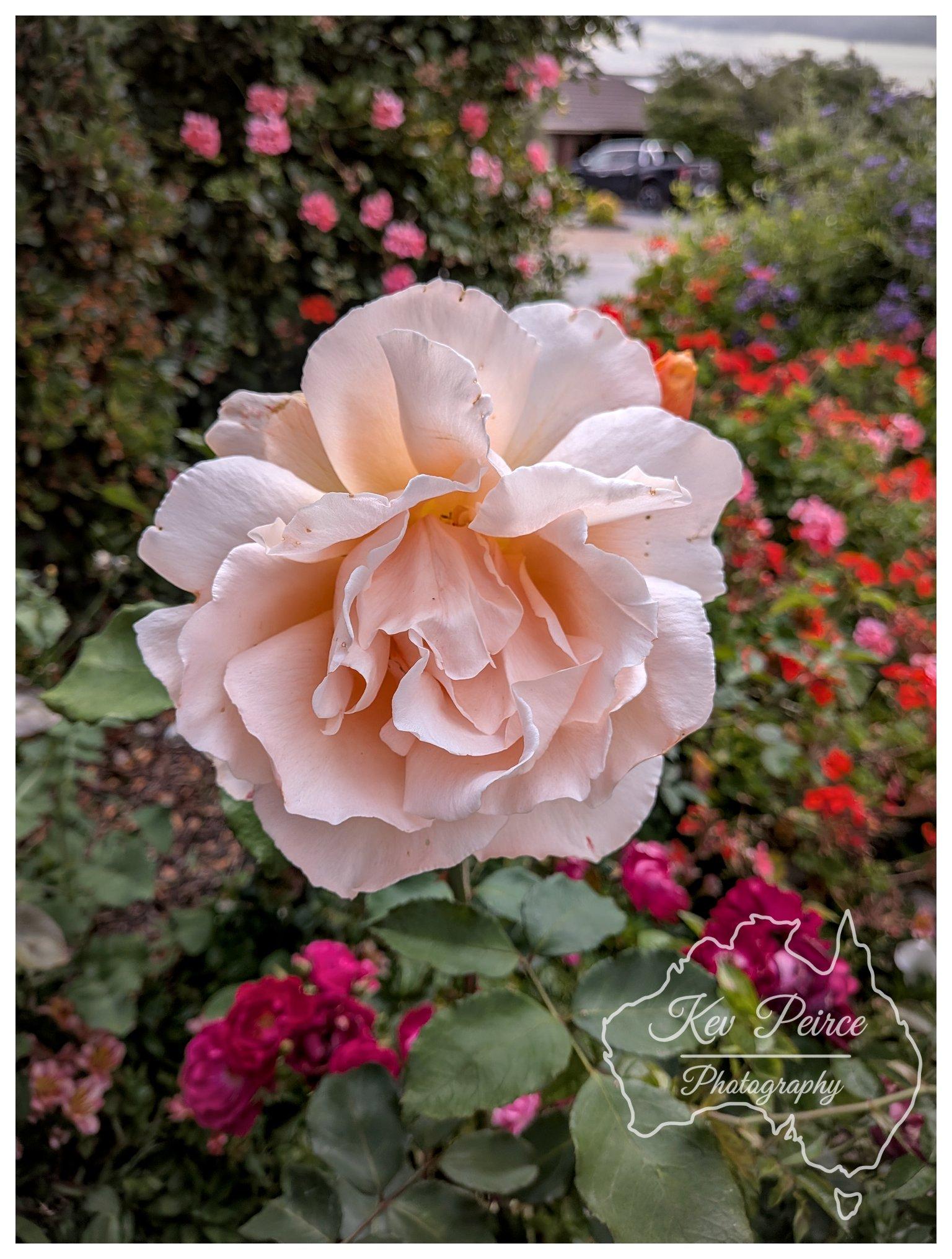 A close up vertical shot of a large, soft pale pink rose in full bloom, filling the center of the frame. Its ruffled petals fold outward, showing subtle hint of warm peach in the deep center. Soft natural overcast light illuminates the delicate textures of the petals. The background is a gently blurred garden filled with rich green foliage and vibrant red and pink flowers. In the bottom right corner, a white outlined watermark of Australia features the handwritten text "Kev Peirce Photography".