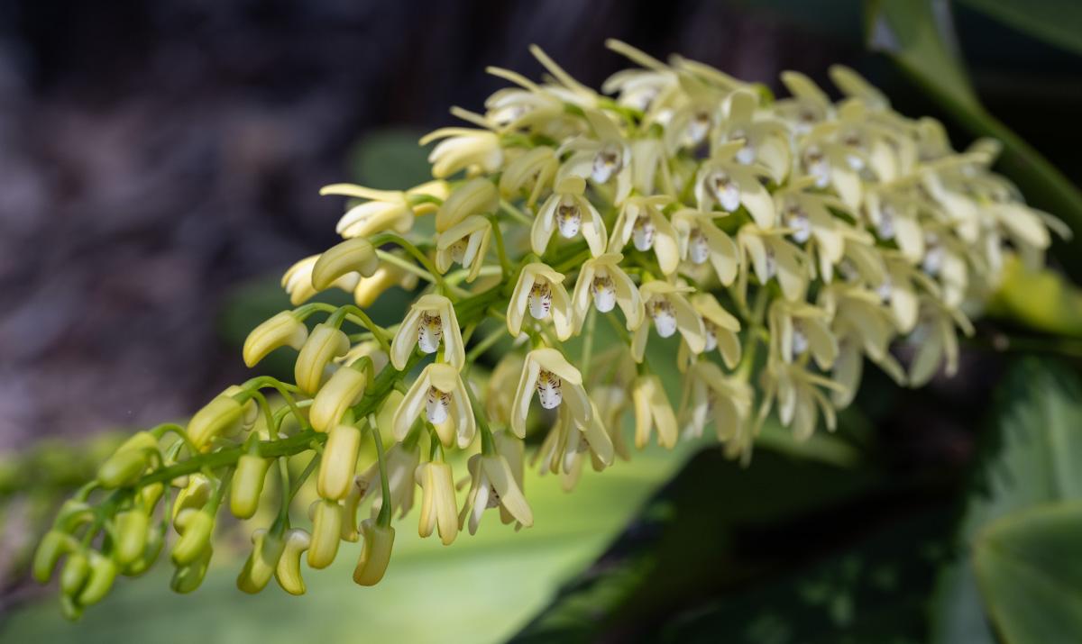 Dendrobium speciosum variations starting to flower this week (client's garden).