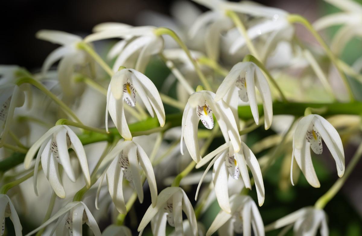 Dendrobium speciosum variations starting to flower this week (client's garden).