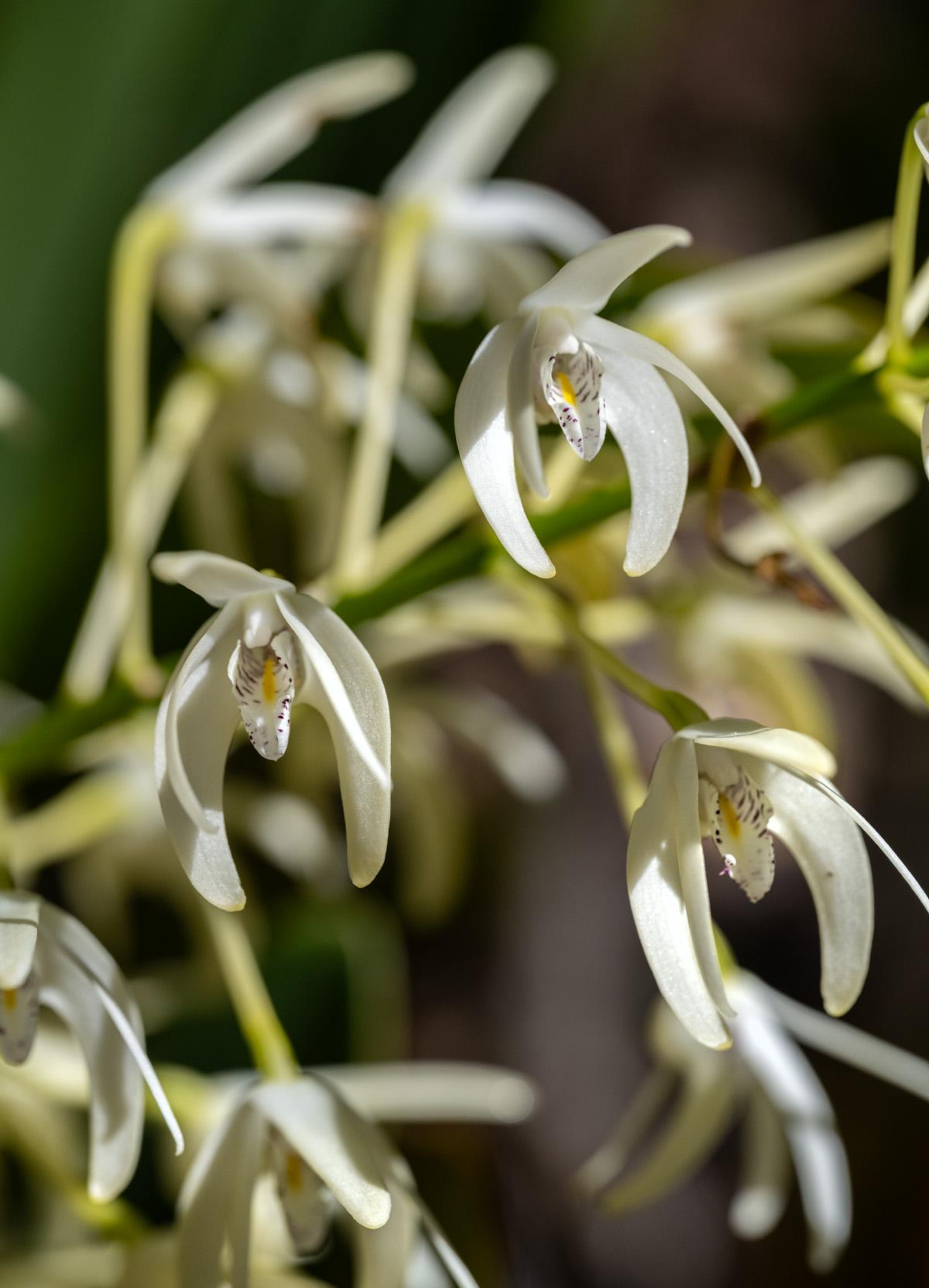 Dendrobium speciosum variations starting to flower this week (client's garden).