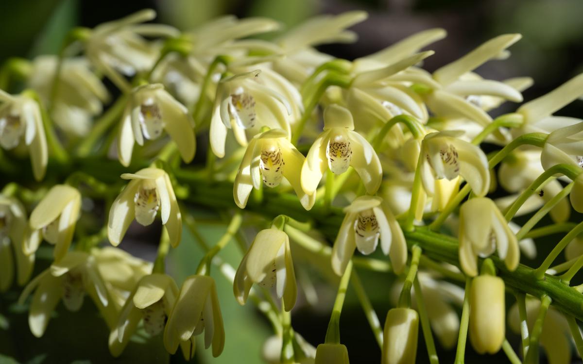 Dendrobium speciosum variations starting to flower this week (client's garden).