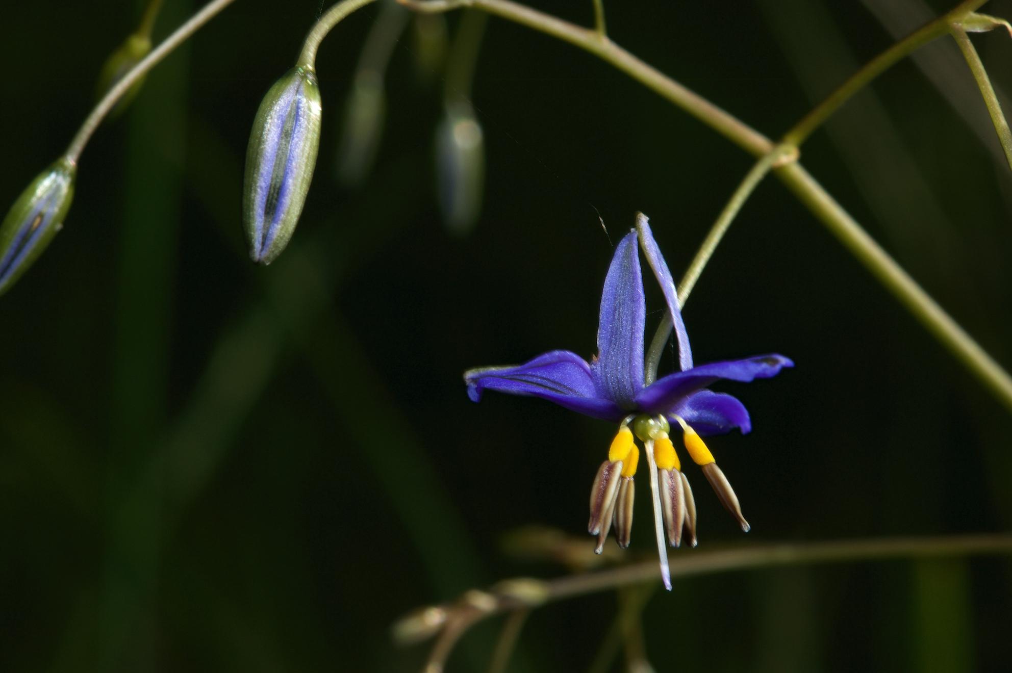 Flax Lily, blue flower, Spring flower, yellow stamens, black background, flower bud, blue buds,