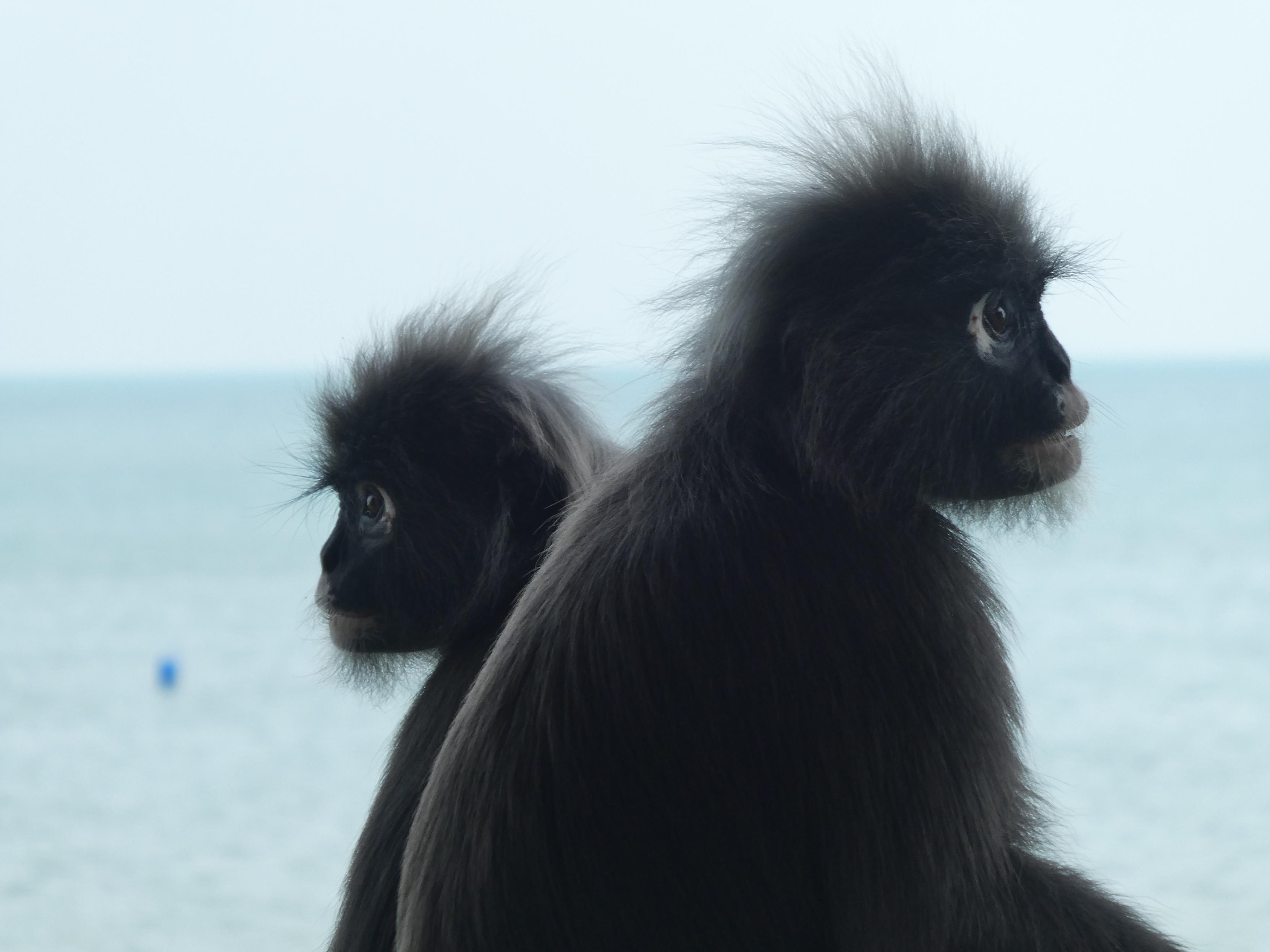 Two black dusky leaf monkeys facing in opposite directions looking pensive