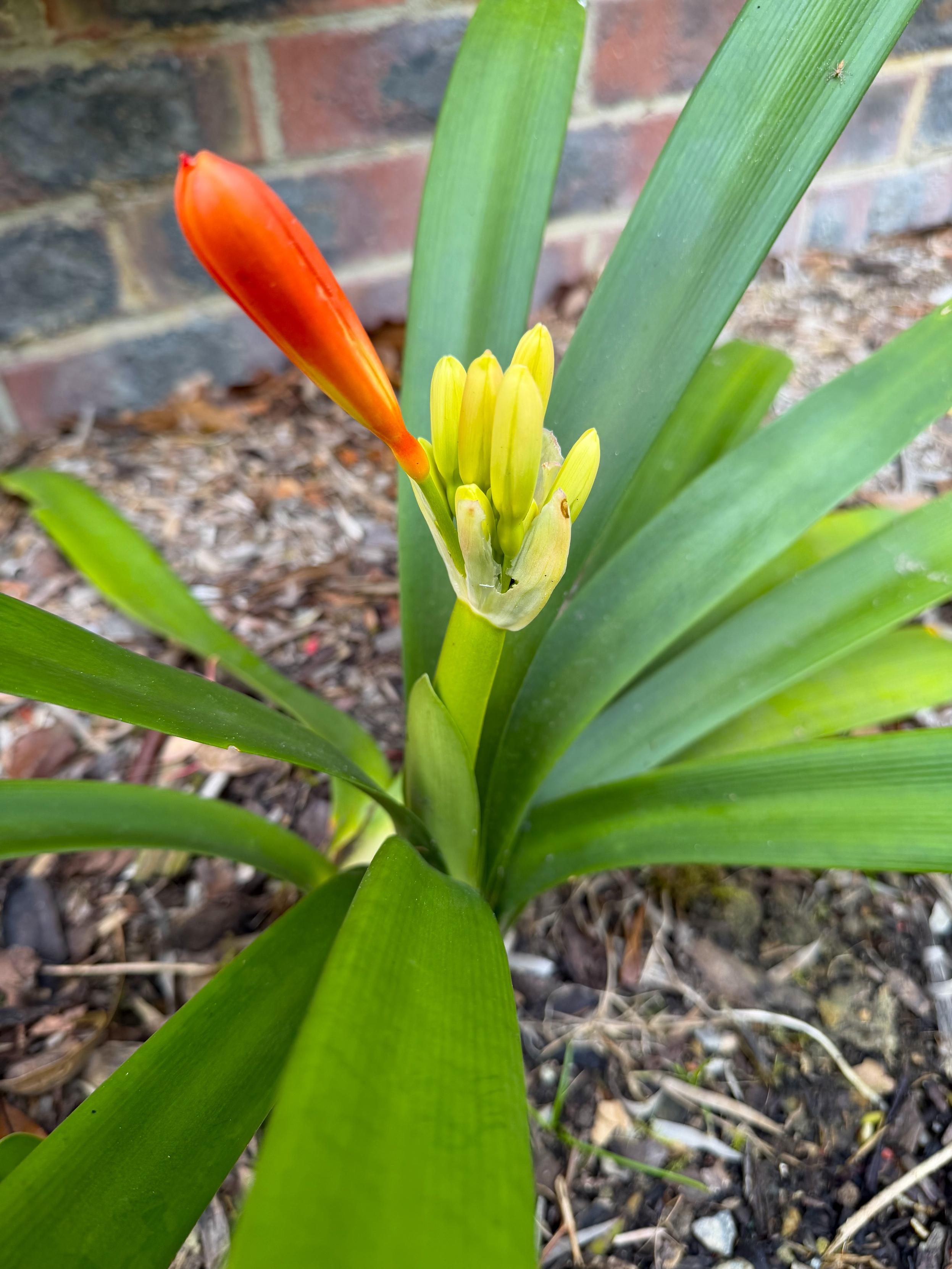 flower, Lily flower, red flower, yellow flower, green leaves, shade lover, Clivia,