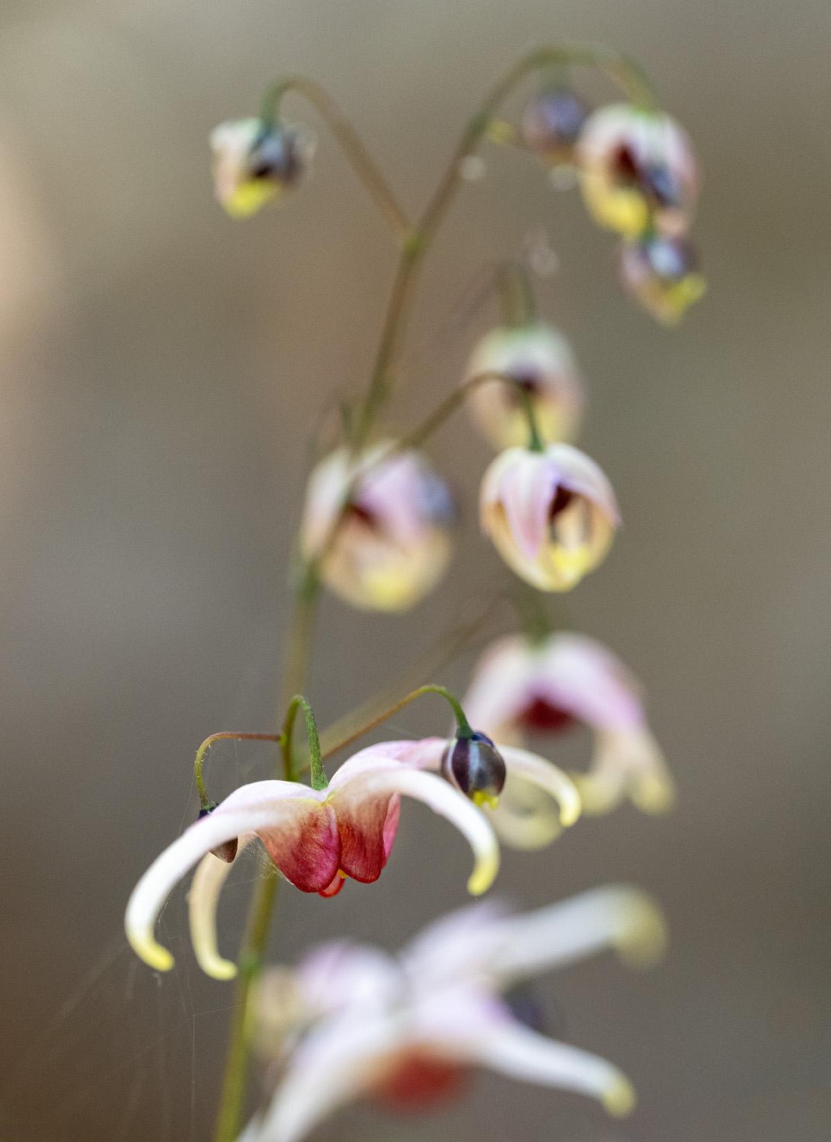 Epimediums are starting to flower in the (recently expanded) woodland perennial section of our garden at Tilba Tilba.