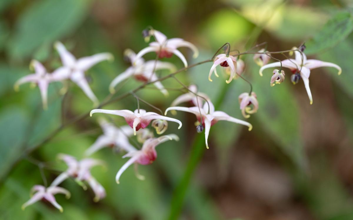Epimediums are starting to flower in the (recently expanded) woodland perennial section of our garden at Tilba Tilba