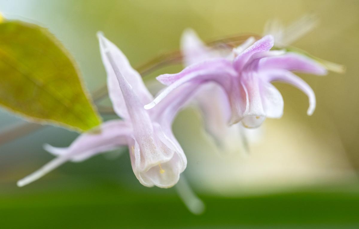Epimediums are starting to flower in the (recently expanded) woodland perennial section of our garden at Tilba Tilba