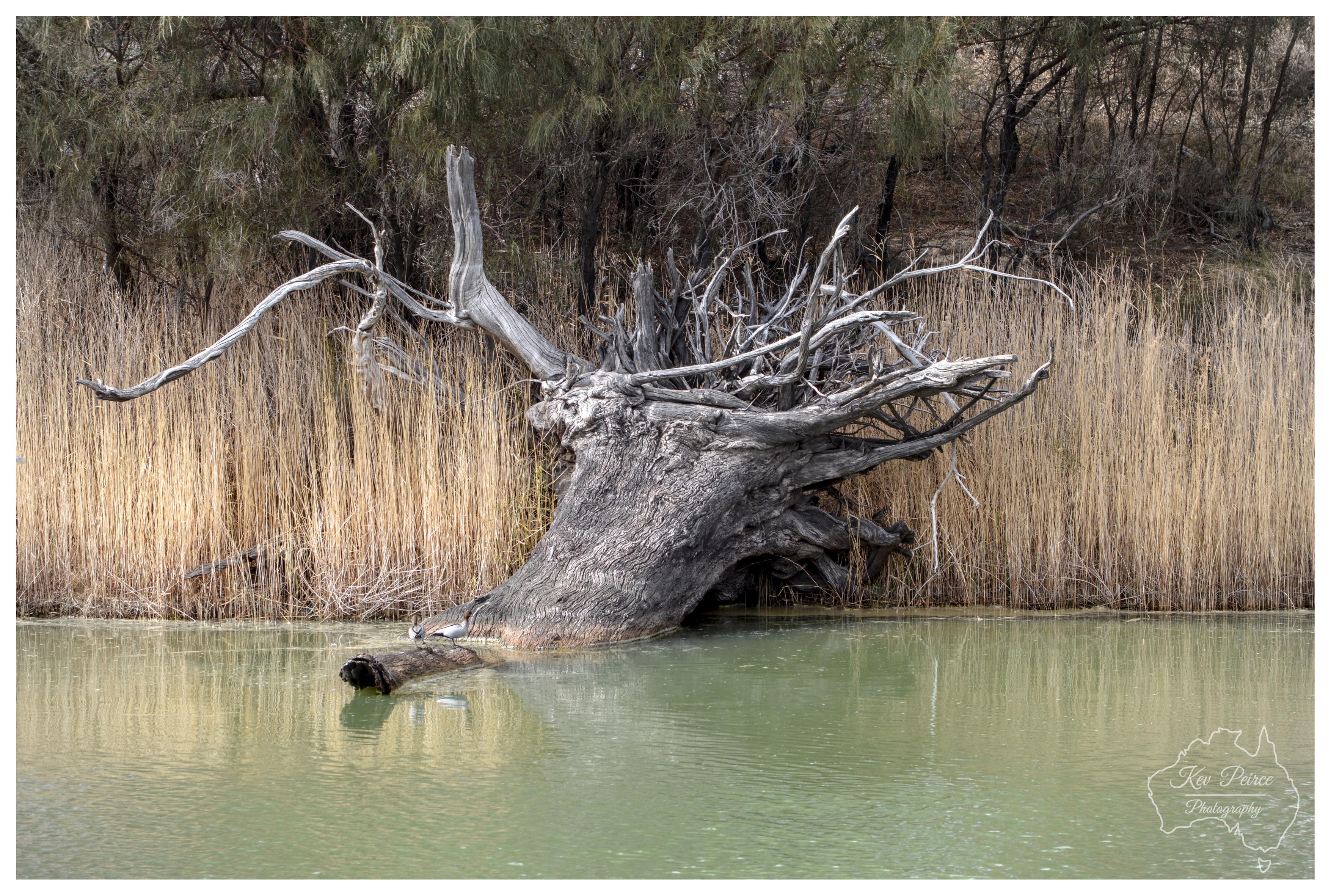 A landscape view of a large, gnarled tree stump rooted at the edge of a riverbank, surrounded by tall, golden reeds and dark green trees behind. A small bird stands on the lower portion of the log near the water line, reflecting softly in the greenish surface. A watermark for Kev Peirce Photography appears in the bottom right corner.
