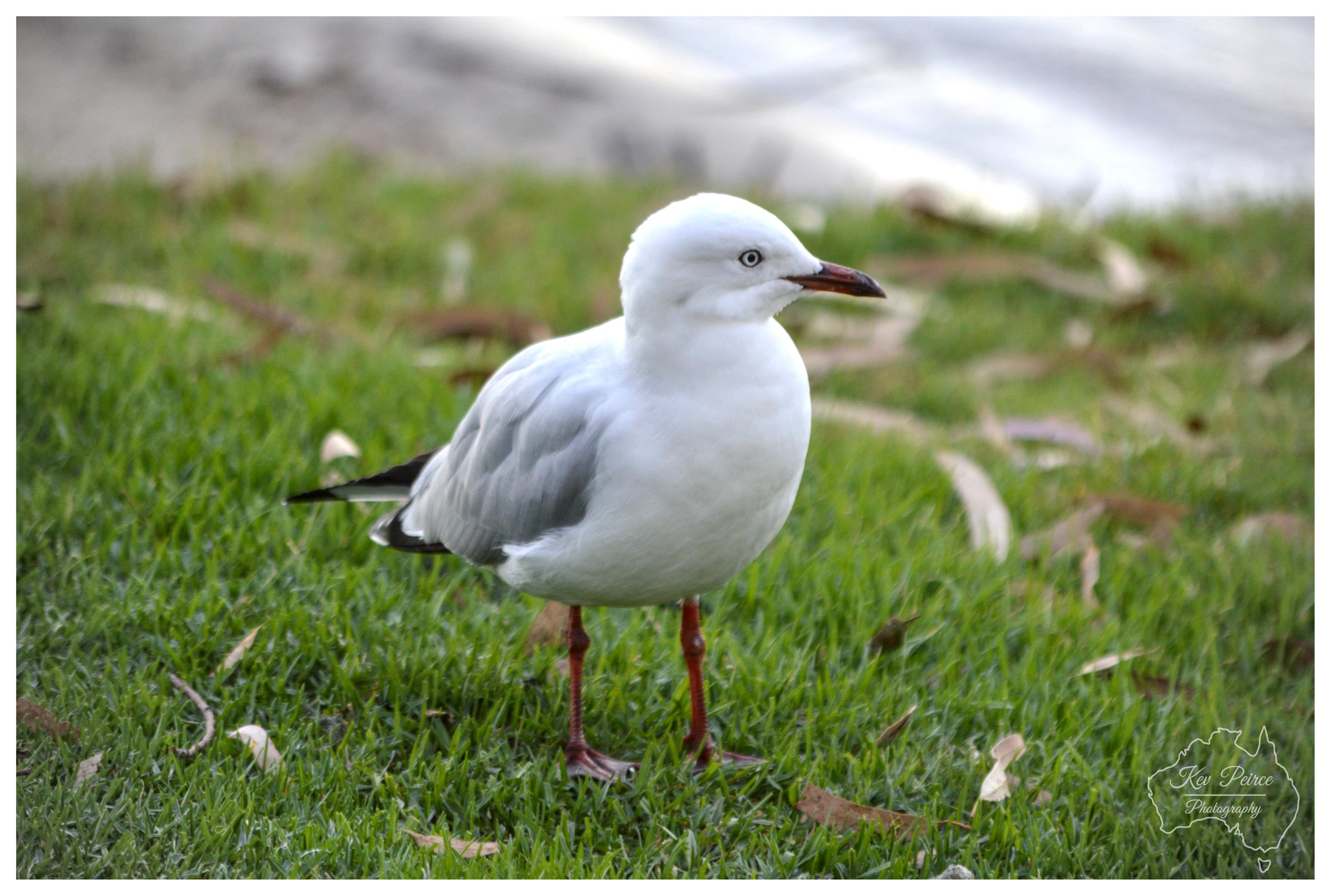 A clear, horizontal medium shot capturing an Australian silver gull standing alert on a lush green lawn. The bird has bright white plumage, soft grey wings with black and white primary tips, pale yellow eyes, and vibrant red legs and bill. Soft natural daylight illuminates the scene, with a blurred background showing hints of foliage and a stone path. The bottom right corner features a discreet watermark for Kev Peirce Photography.