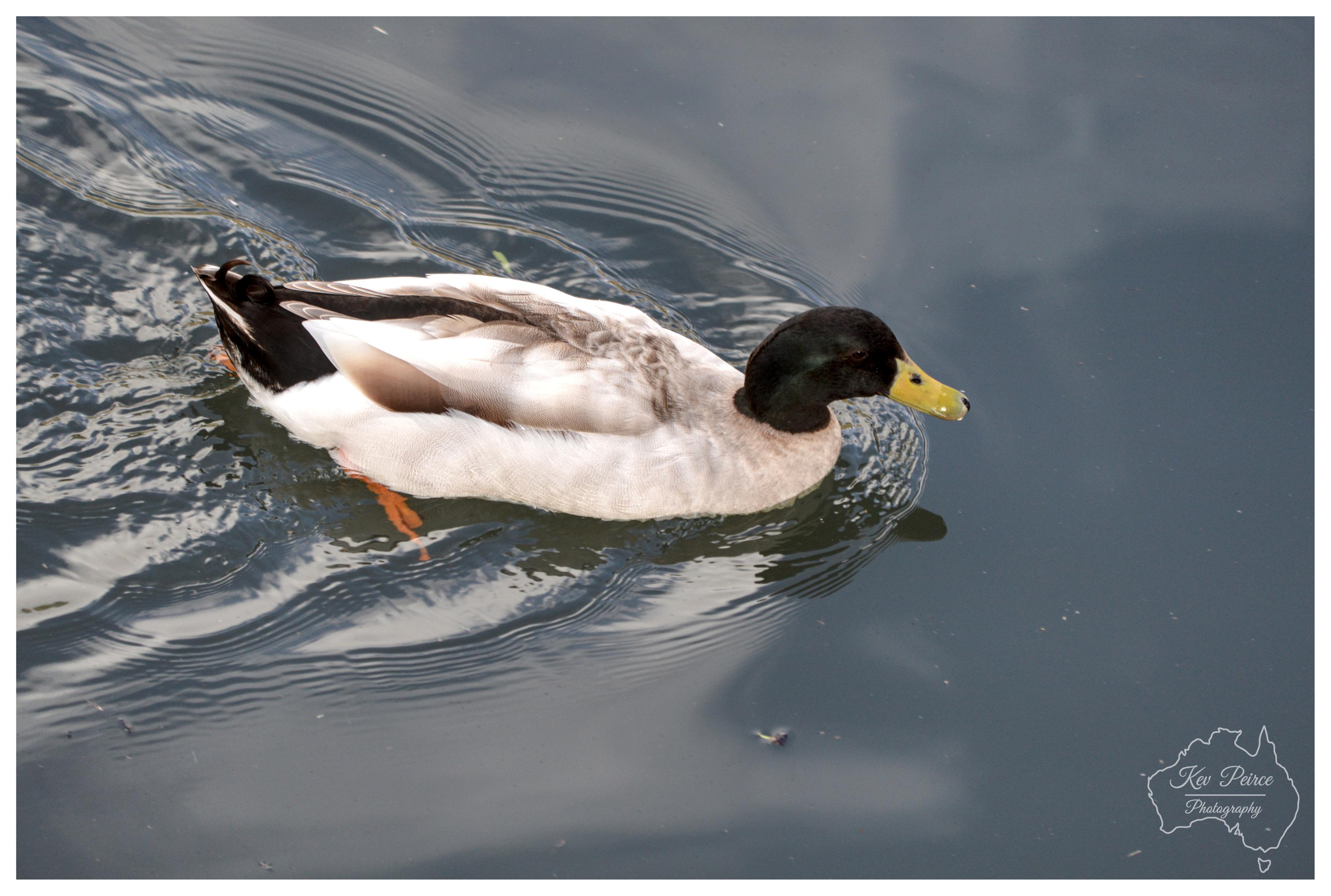A close up, horizontal shot of a duck swimming smoothly across dark, reflective water. The duck features a dark green head, a yellowish bill, white and grey patterned body feathers, and dark tail feathers with white edges. Ripples spread gently from the bird across the water surface. The bottom right corner displays a subtle watermark for Kev Peirce Photography.