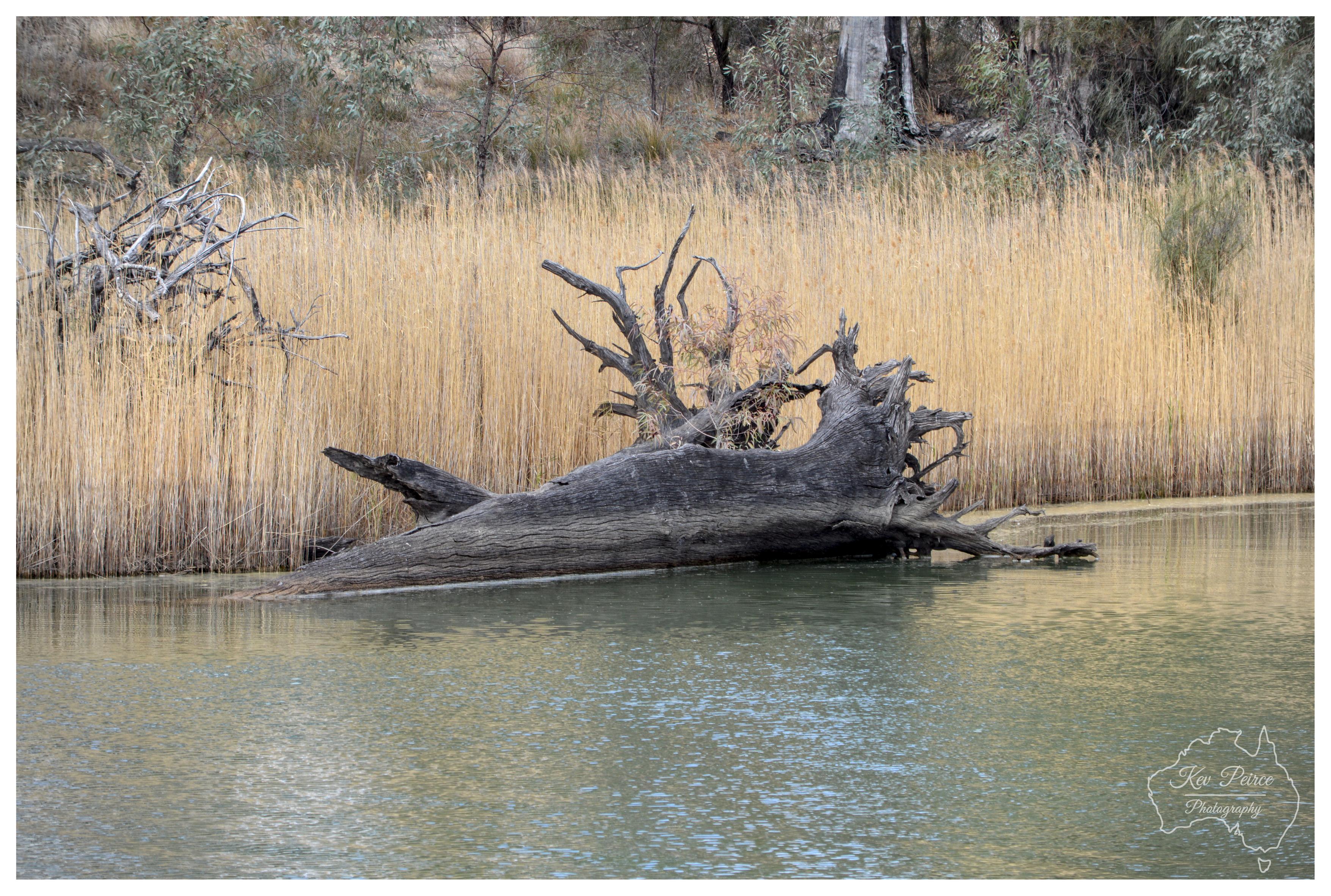 A horizontal medium shot of a large, dark tree trunk half submerged in calm water. Dense, golden reeds line the riverbank in the background, contrasting with the grey wood and green water surface. A watermark for Kev Peirce Photography is positioned in the lower right corner.