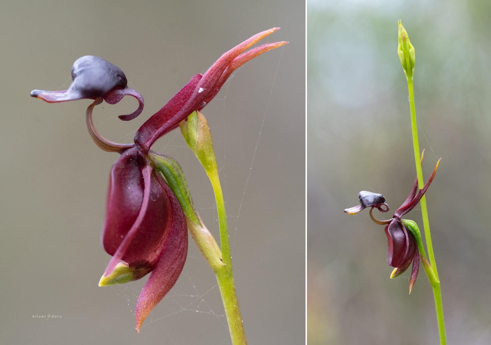 Large duck orchids - Caleana major - flowering near Jervis Bay, NSW - September 2026.