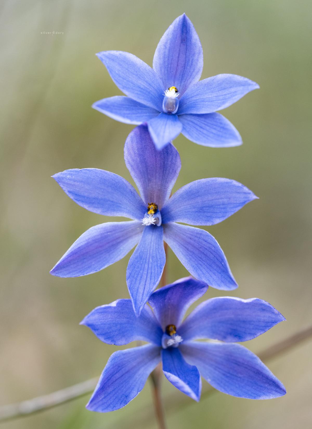 Spotted sun orchid (Thelymitra ixioides) in coastal heathland, Jervis Bay NP, NSW.