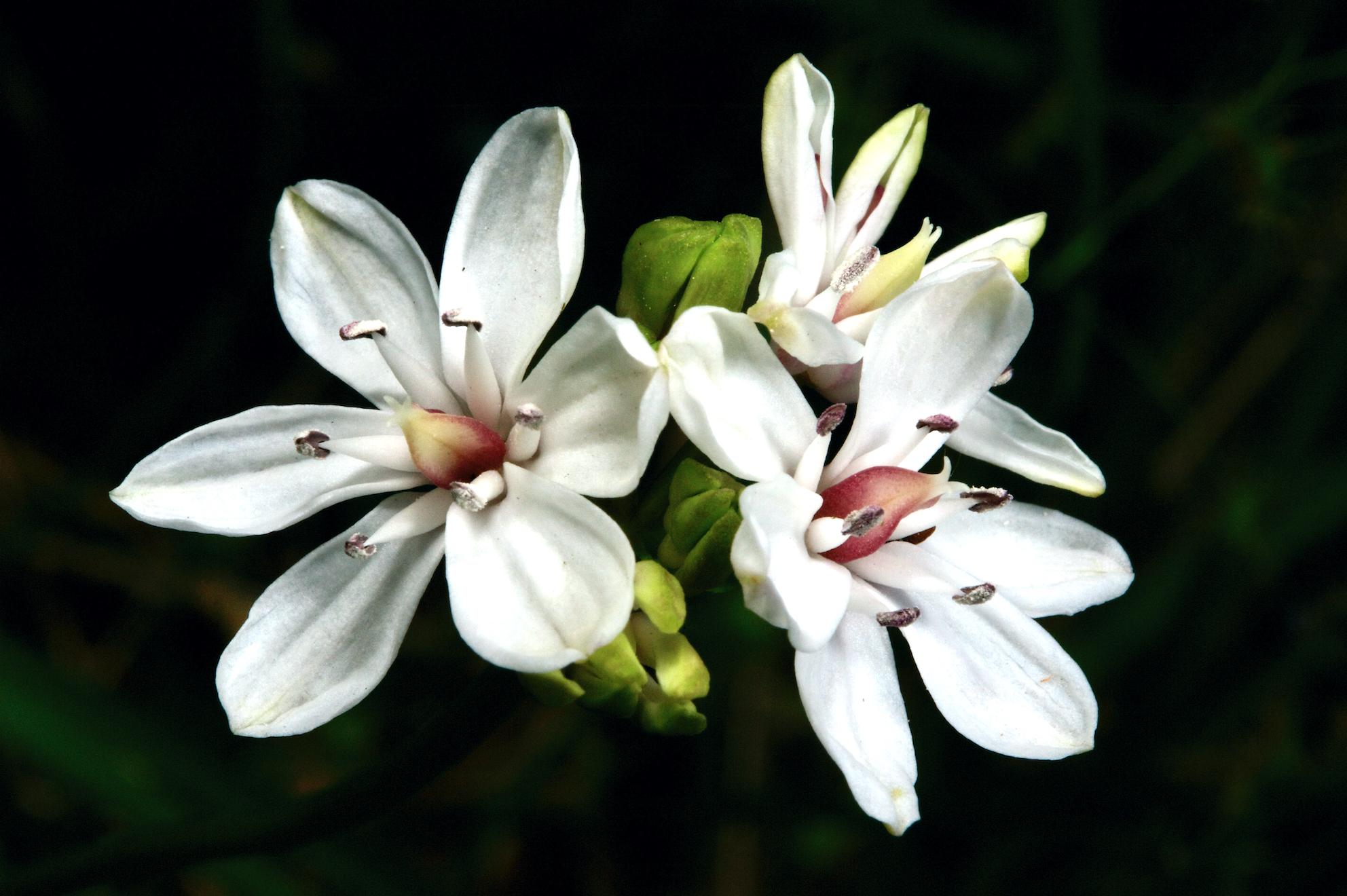 Milkmaids flowers, white flowers, Spring flowers, black background,