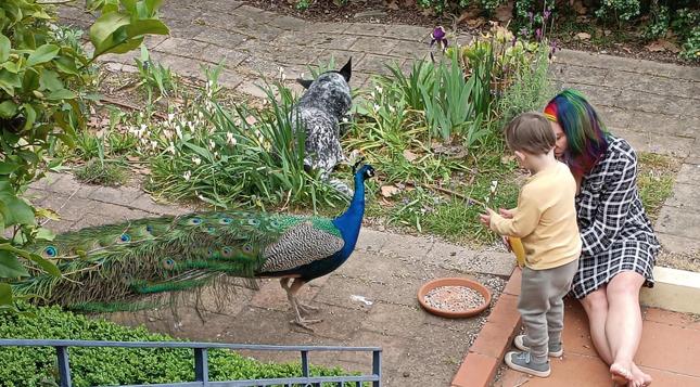 Woman and small child are feeding a peacock in a suburban garden while a blue heeler ignores them all. 
