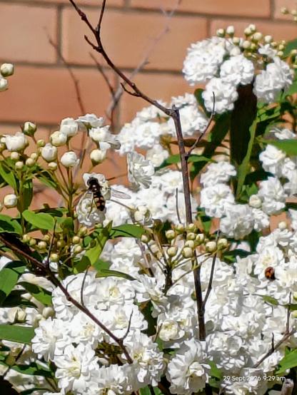White may bush with at least one hoverfly showing