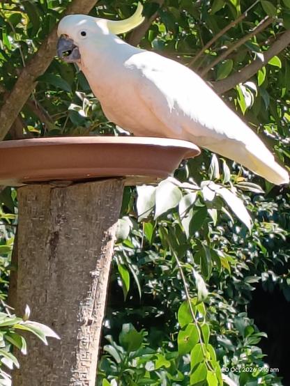 Cockatoo on the bird feeder surrounded by greenery